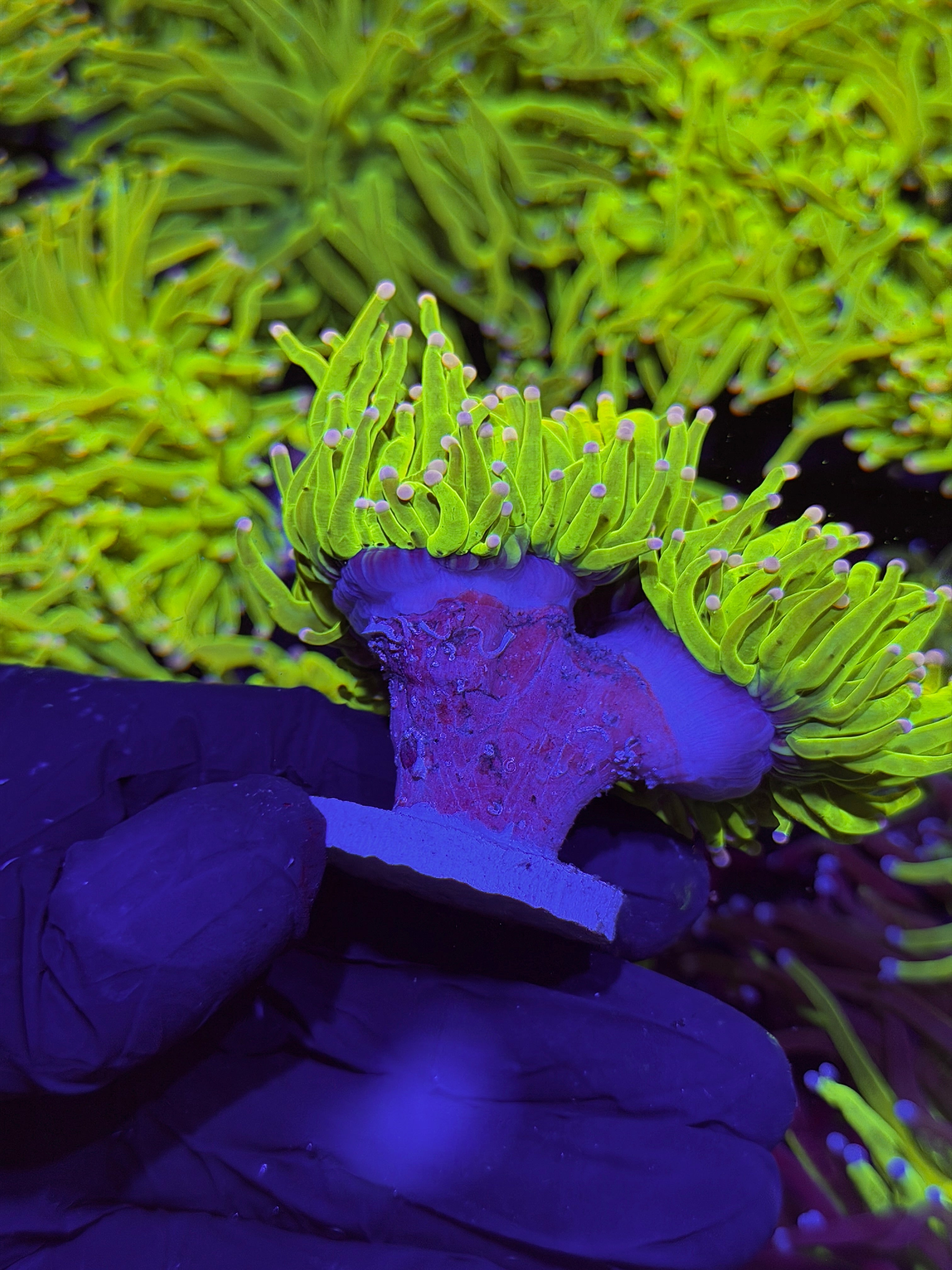 JEA Skittles Holy Grail Torch Coral 2 Heads XXL