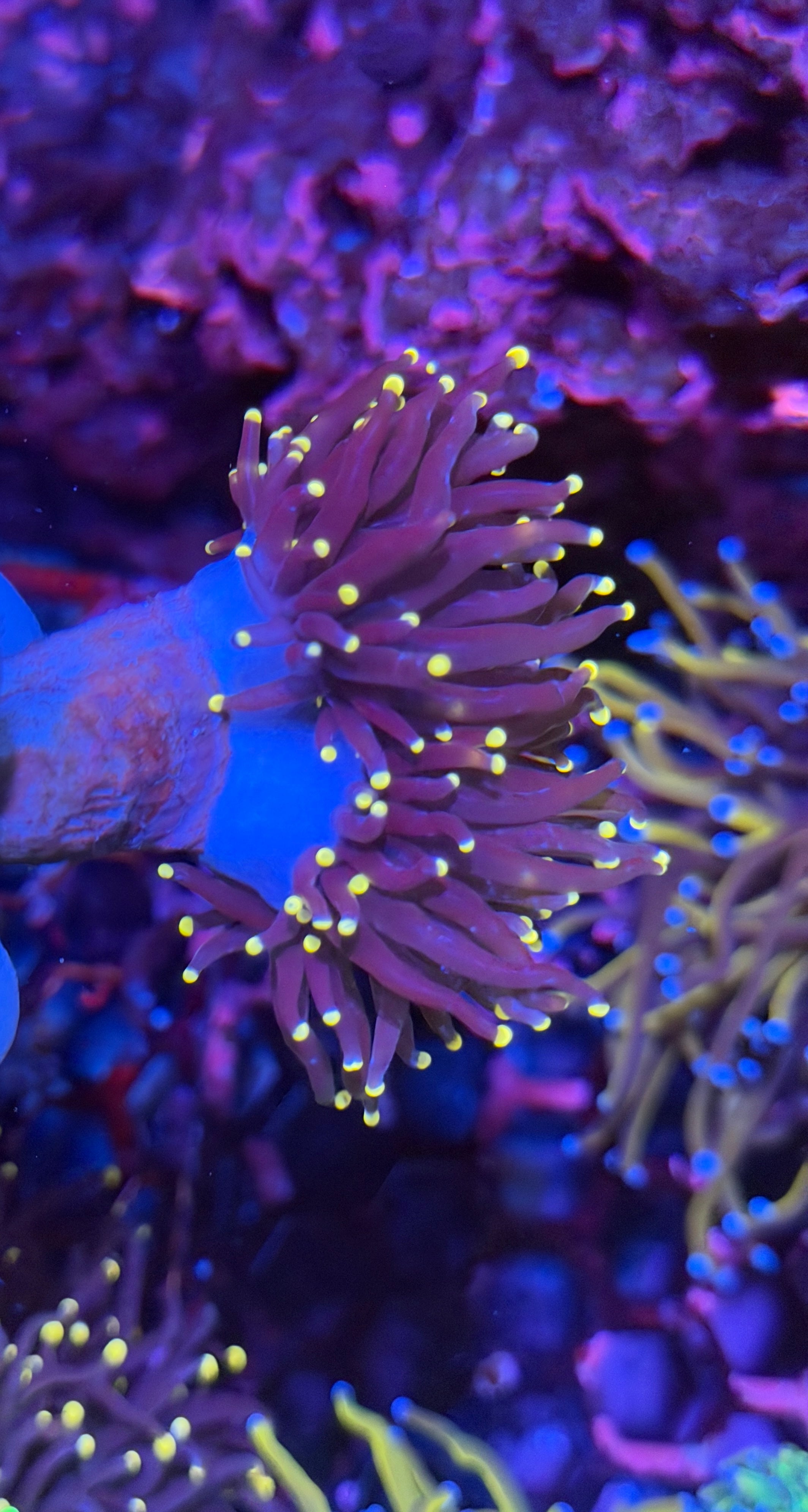 JEA Joker Torch Coral 2 Heads 11/28