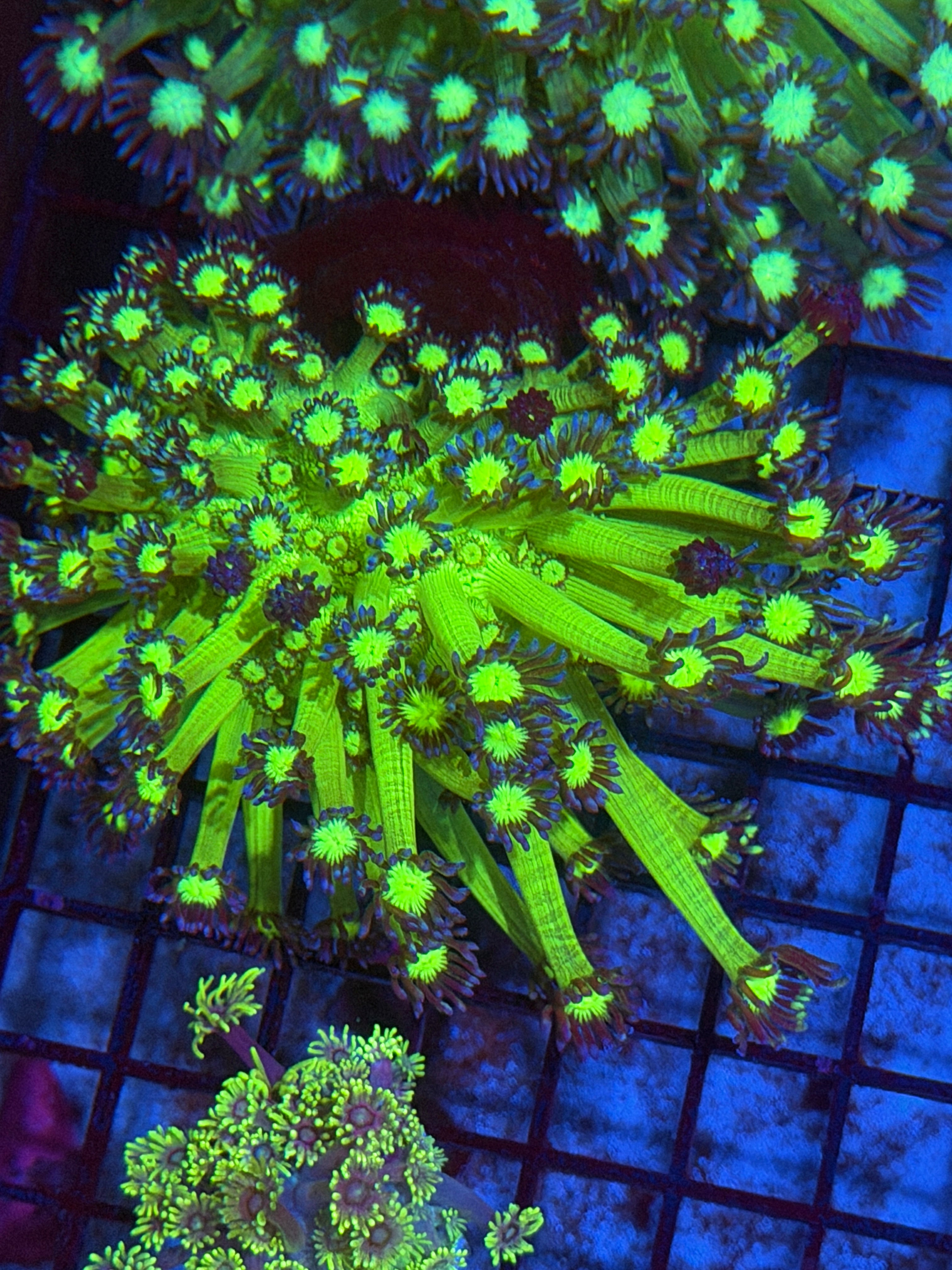 JEA Neon Glo Stick Goniopora Coral XL BRIGHT 11/28