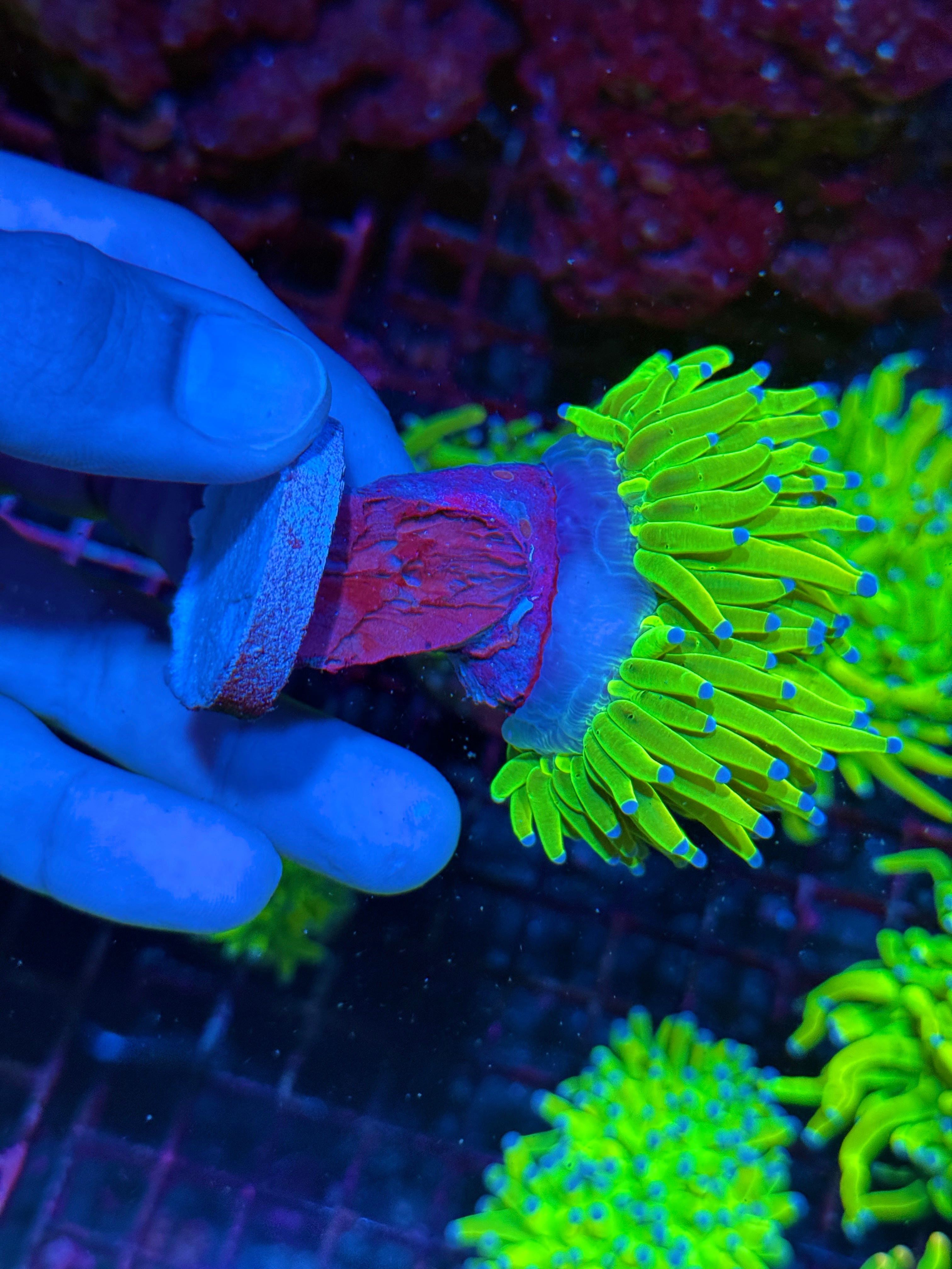 JEA Holy Grail Torch Coral 1 Splitting XXL Head