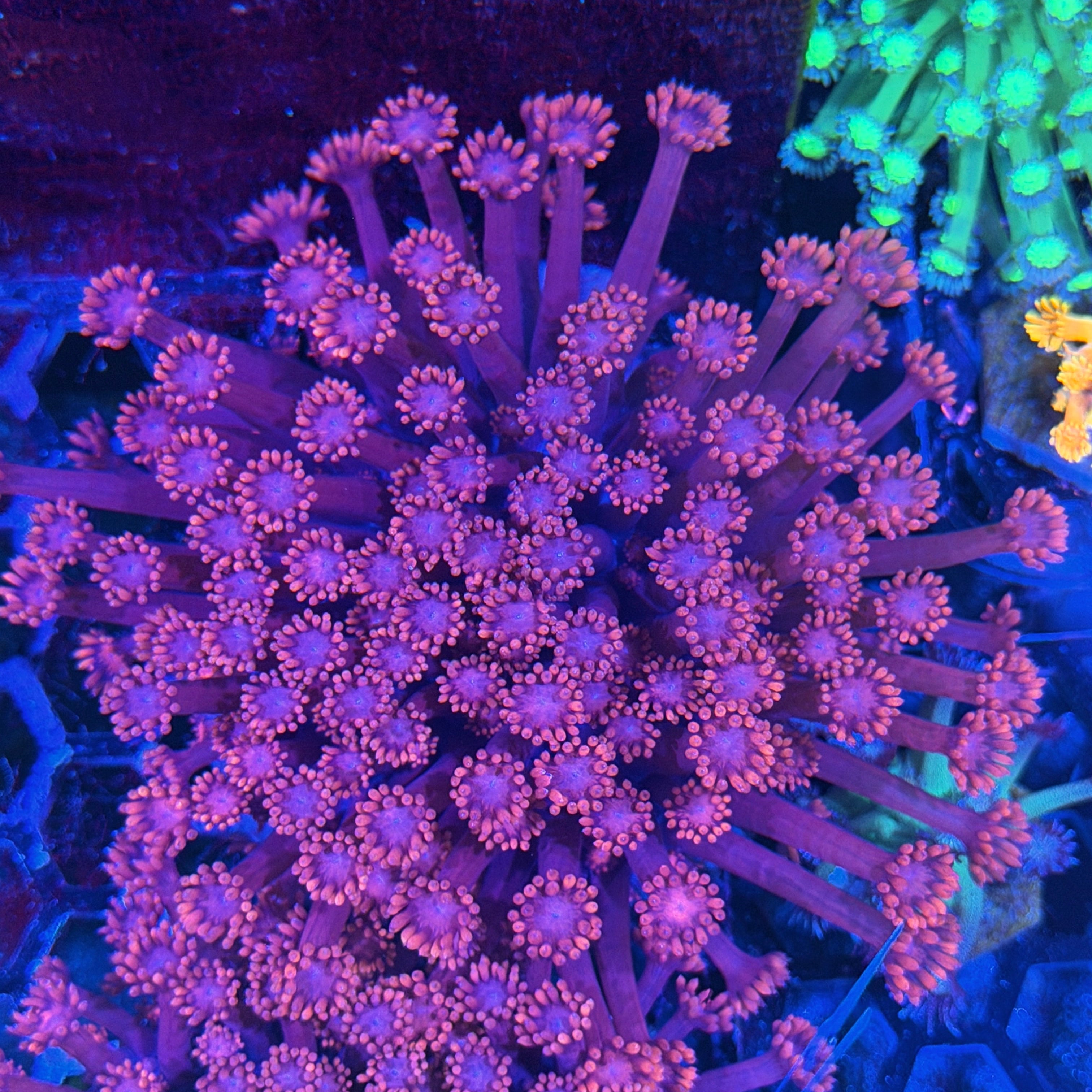 JEA Jungle Juice Goniopora Colony XXL 8/7