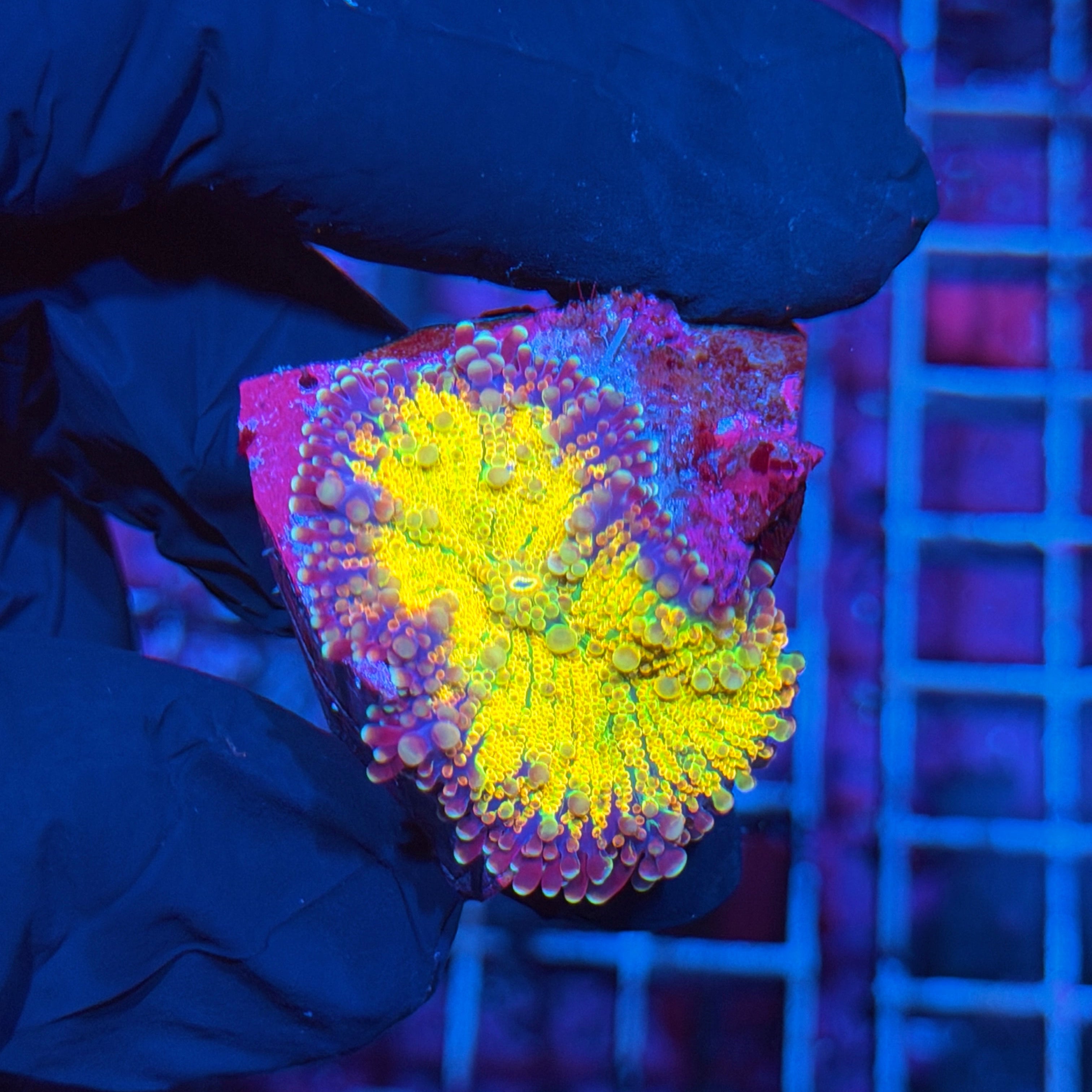 JEA Rainbow Magma Yuma Mushroom Coral XL 6/4