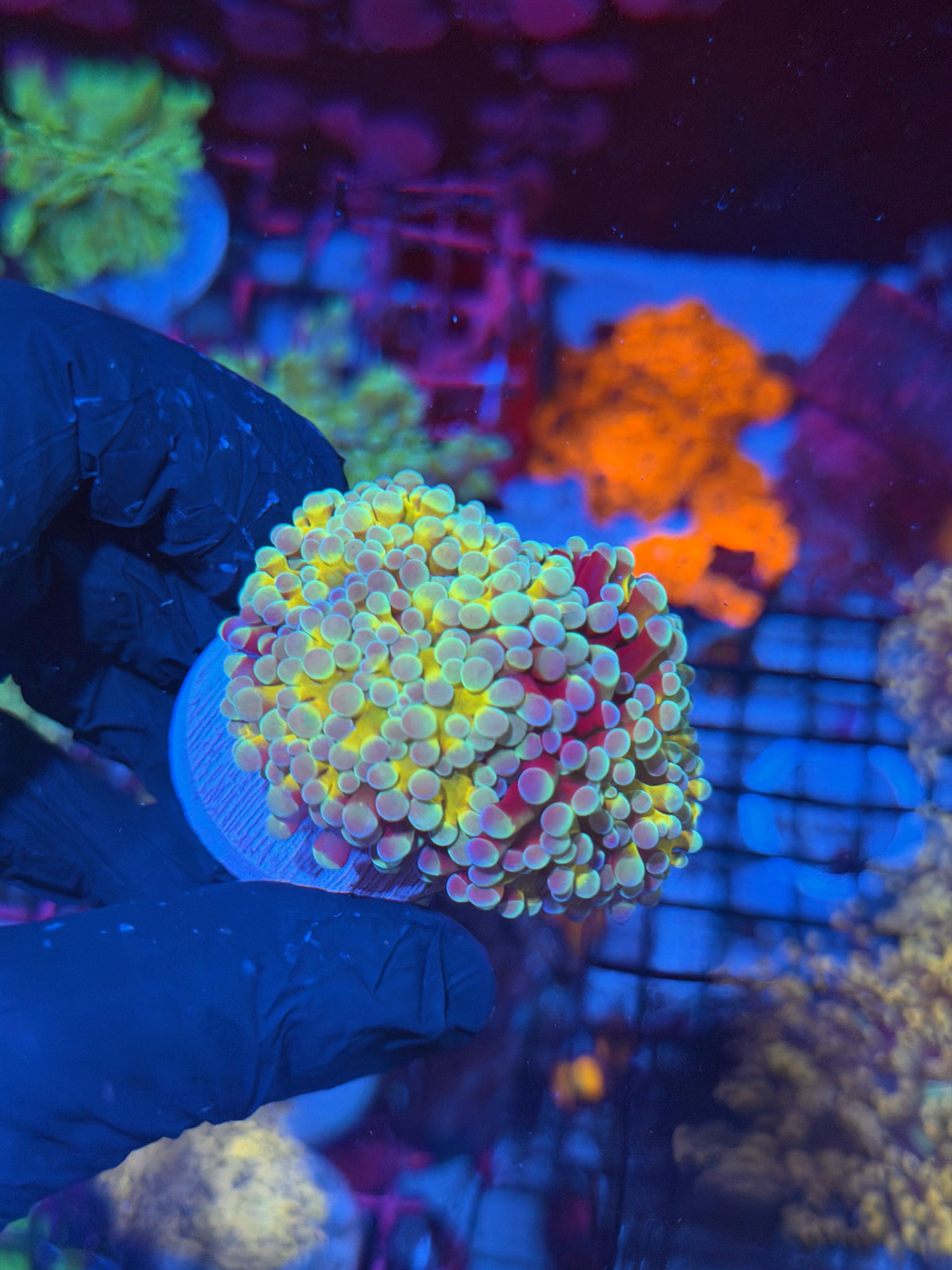 JEA Rainbow Blaster Hammer Coral 2 Heads XL *New Release* 8/1