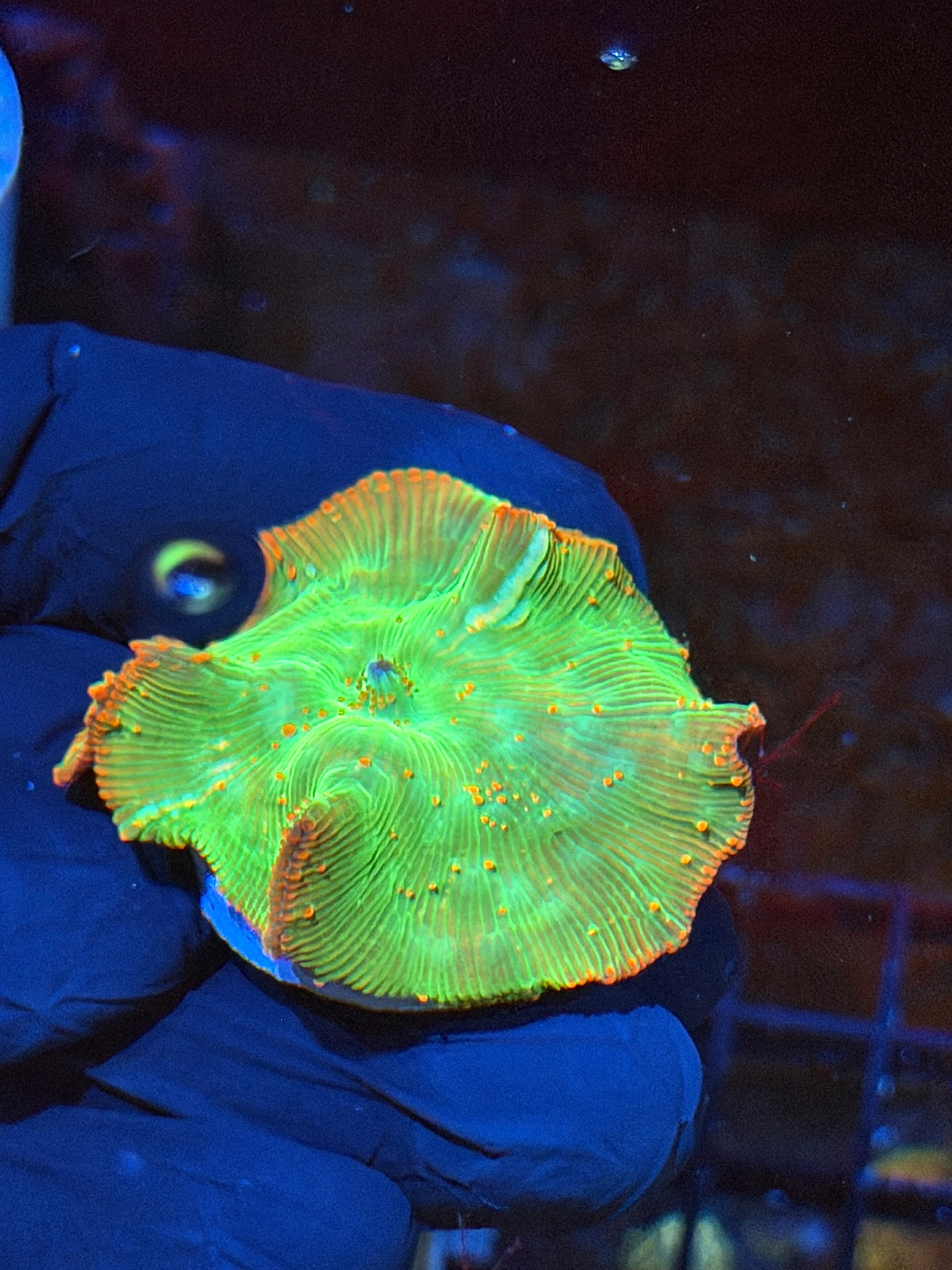 JEA Reptar Jawbreaker Mushroom Coral *New Release* 9/6