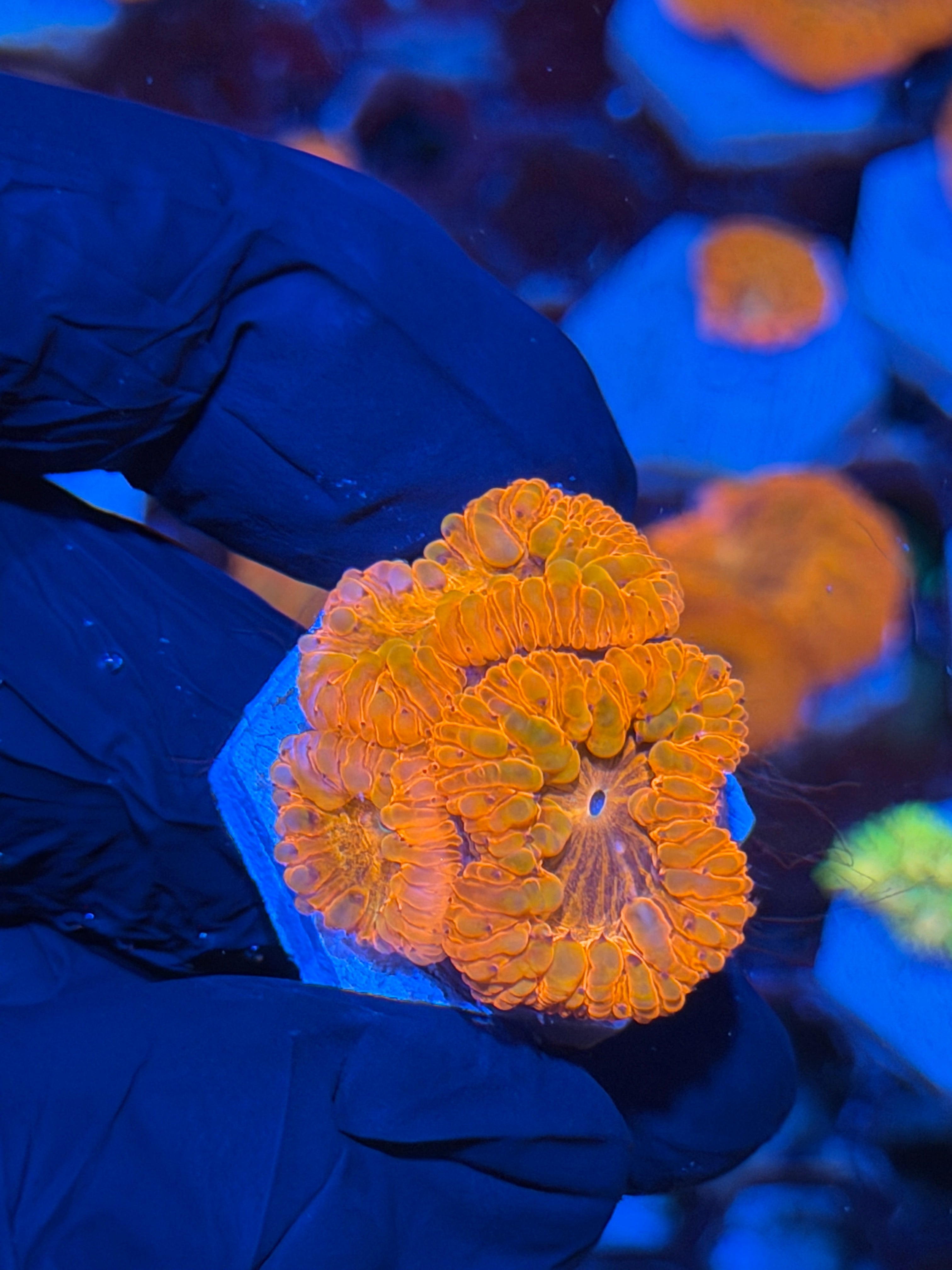 JEA Bloodsucker Blastomussa Coral 3 Heads XL *New Release*