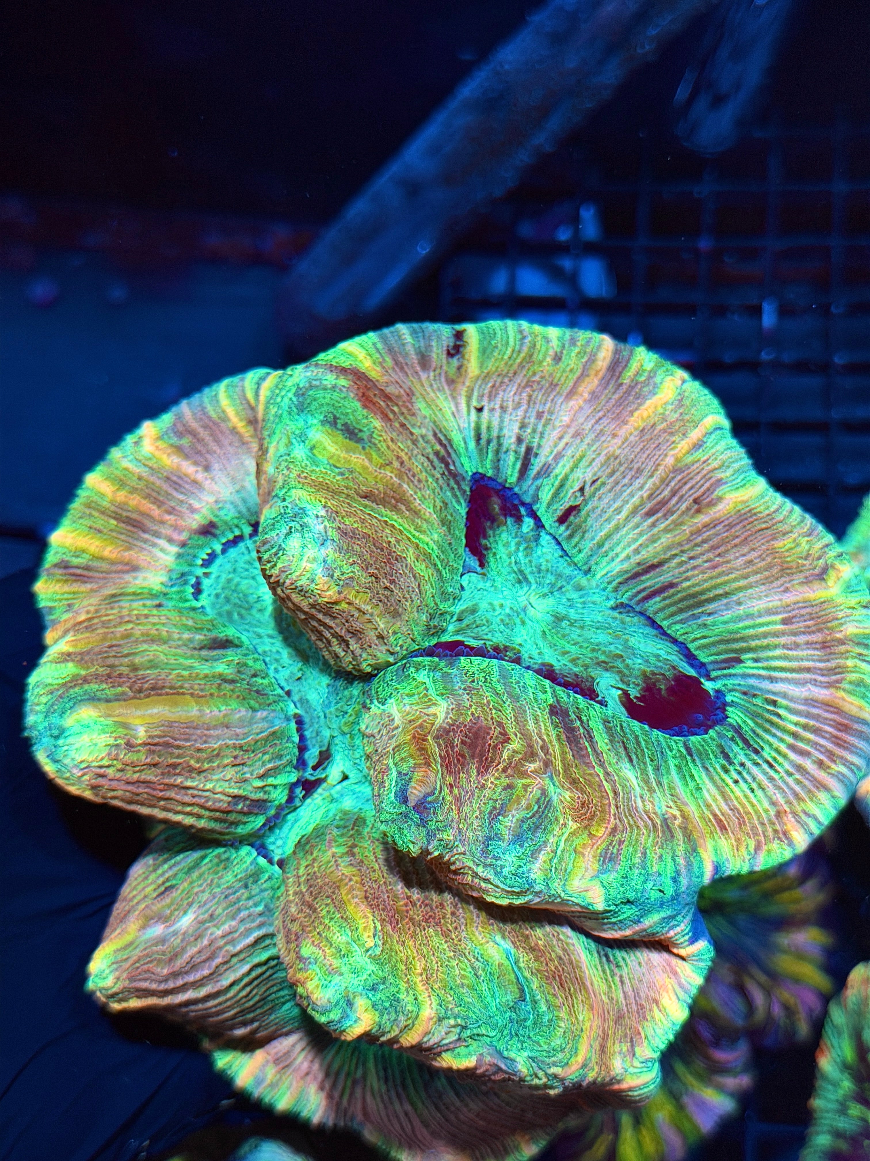 Insane Rainbow Pastel Trachyphyllia Meat Coral 6/4