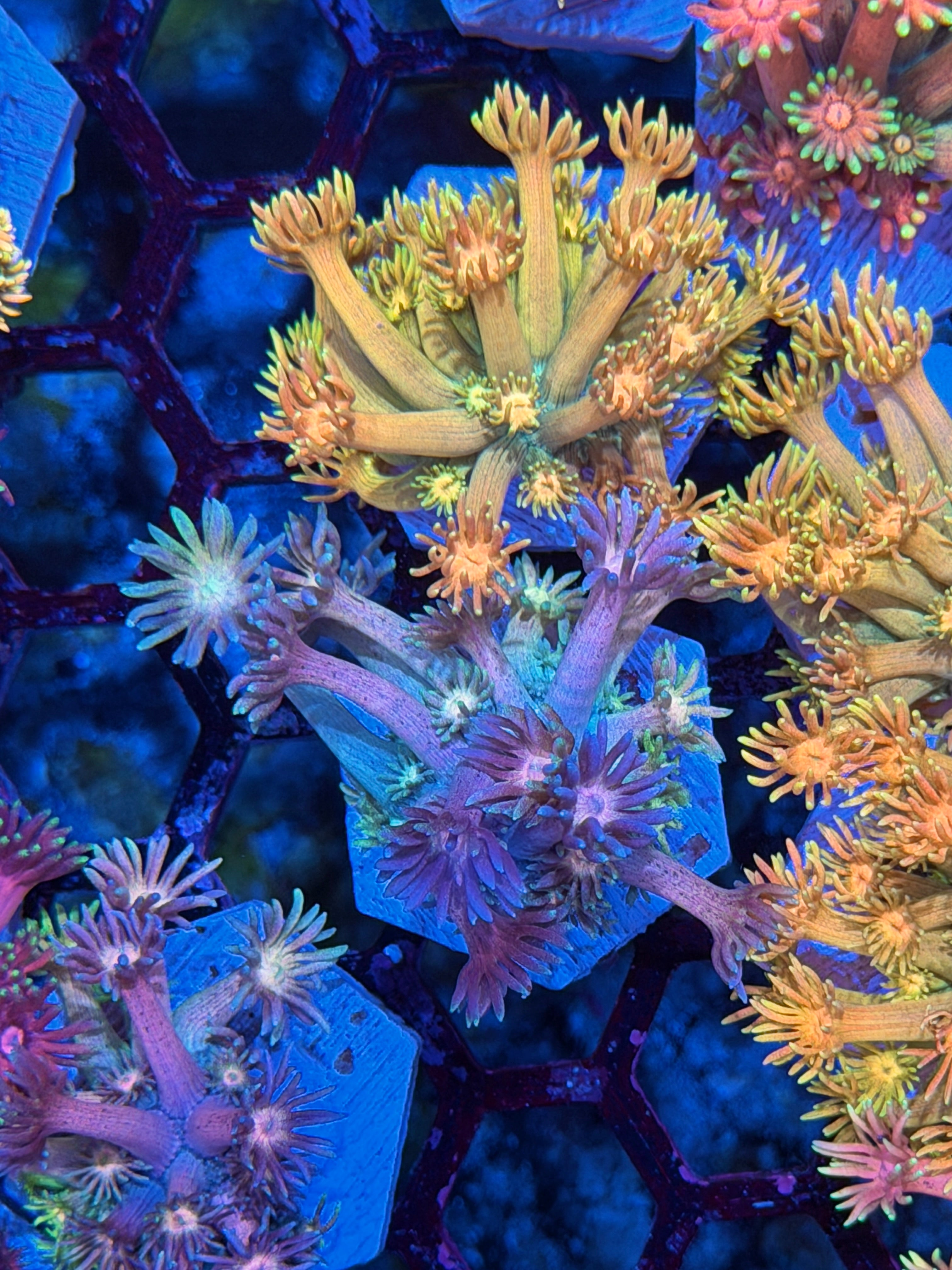 JEA Rainbow Sprinkles Goniopora Coral *New Release*