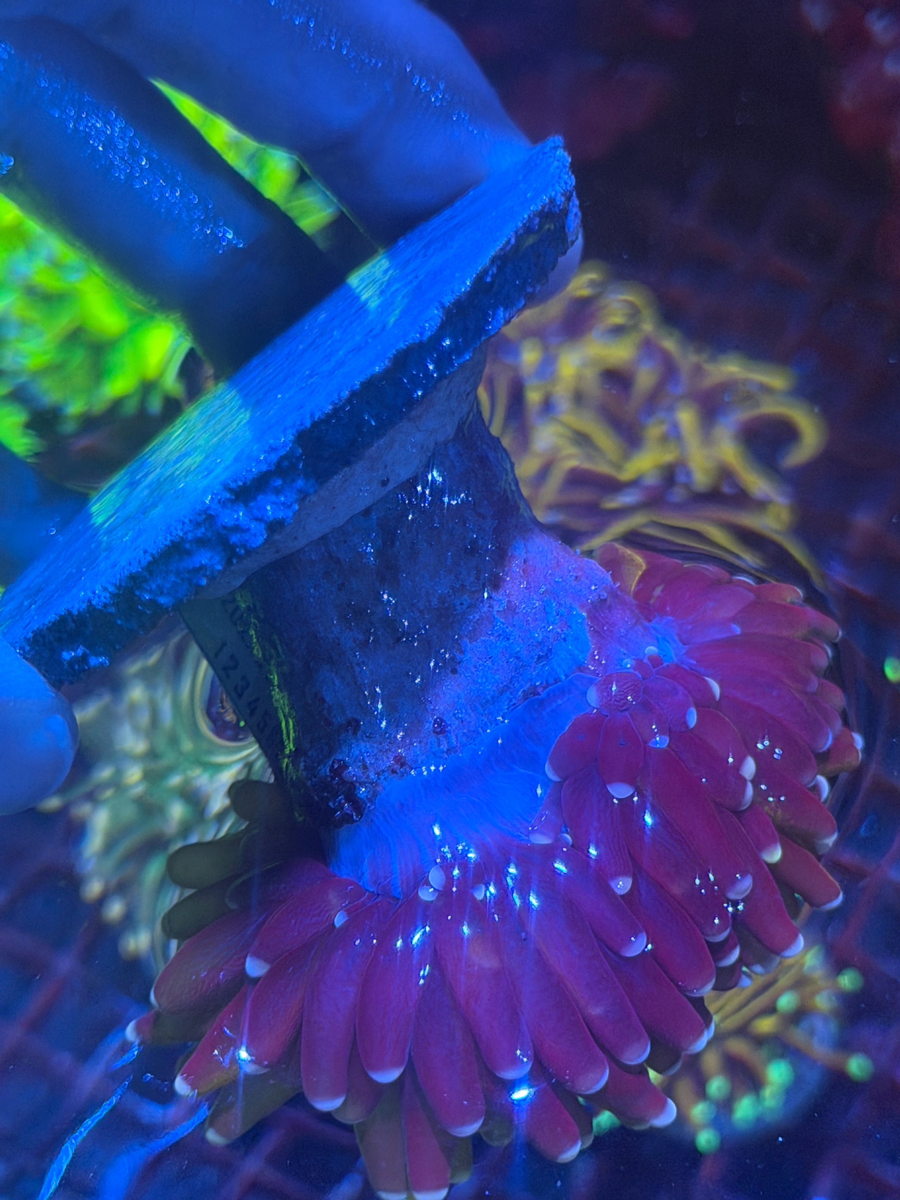 JEA Pink Tip Orange Tiger Torch Coral XXL 11/3-