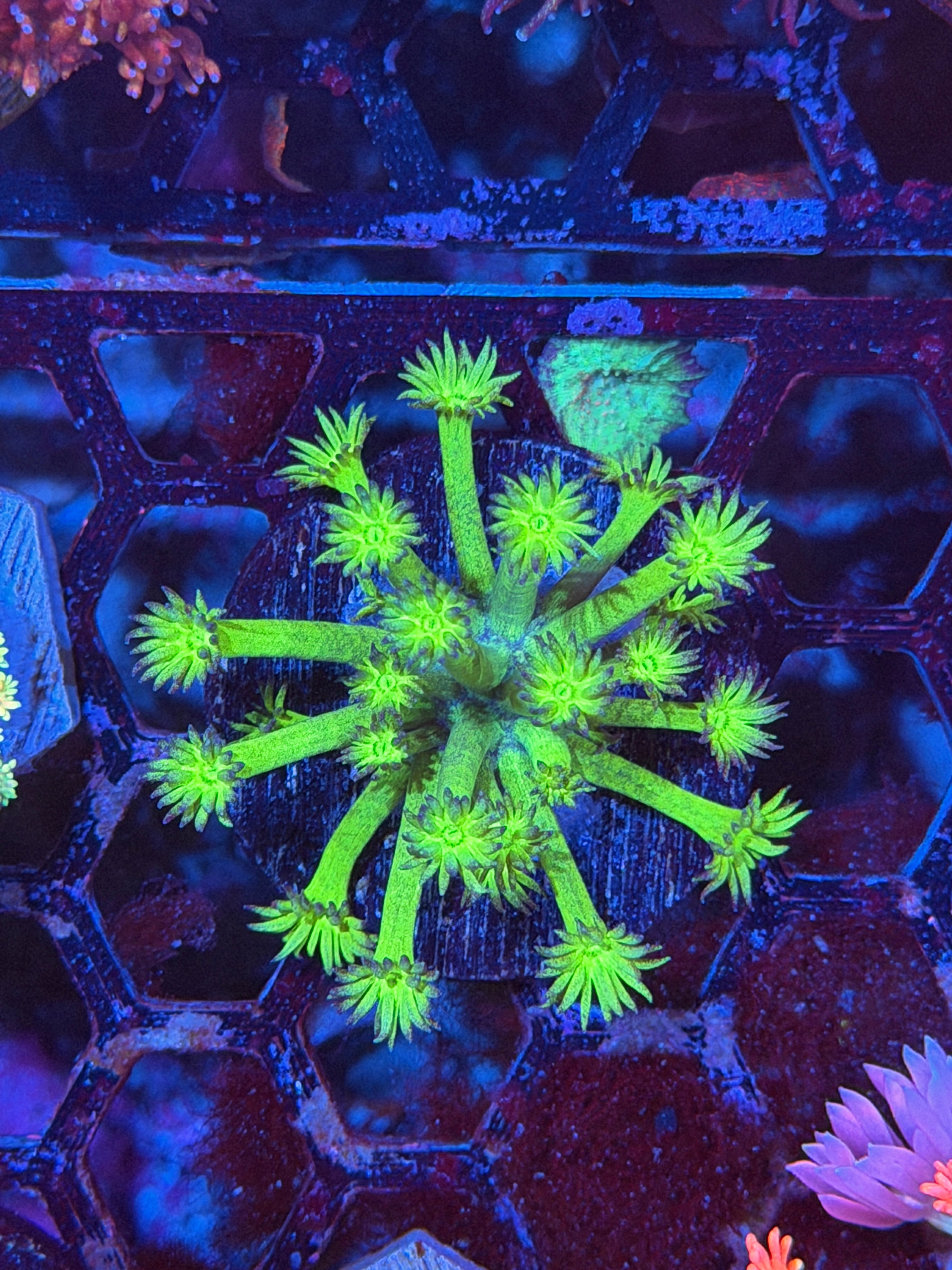 JEA Ectoplasm Goniopora Coral 3/17