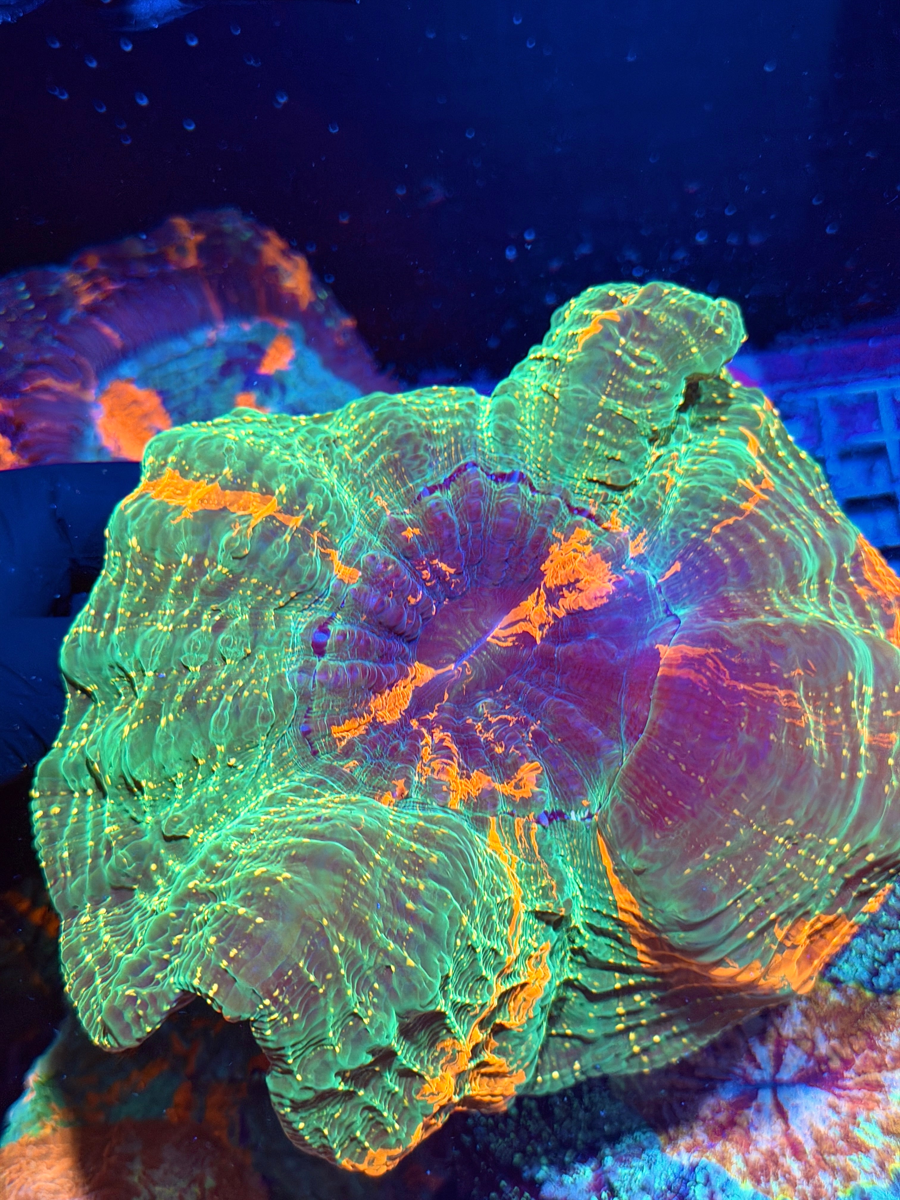 Bright Multicolor Acanthophyllia Meat Coral XXL