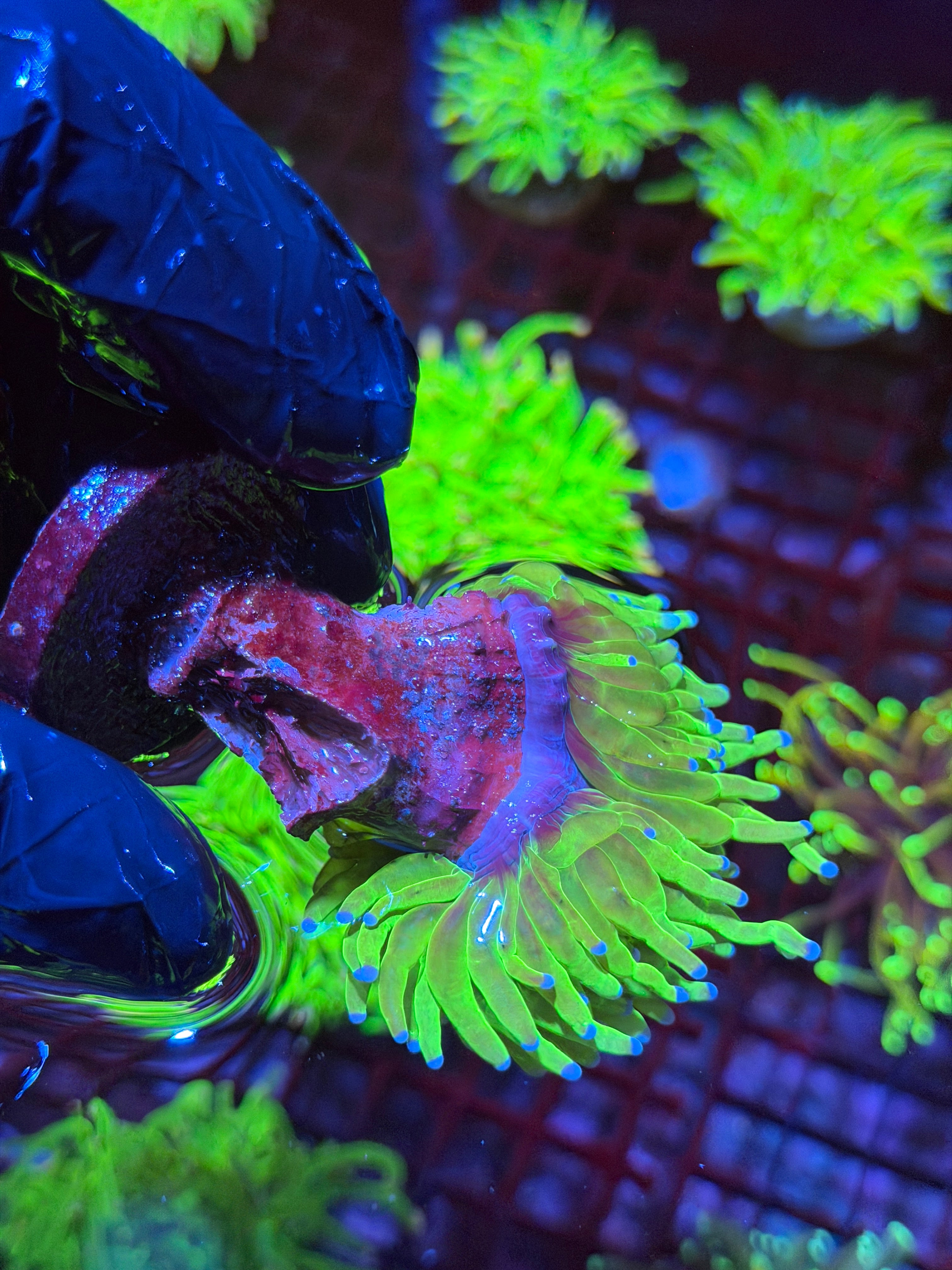 JEA Holy Grail Torch Coral 1 XL Head Splitting 9/6