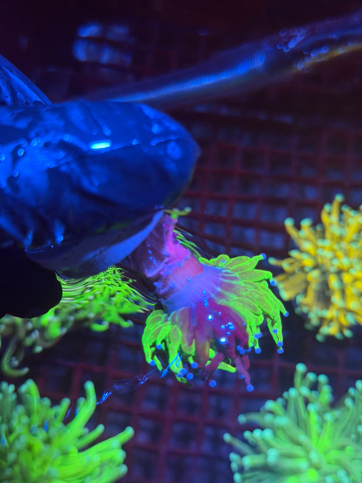 JEA Grafted Holy Grail Torch Coral 1 XL Head 9/28