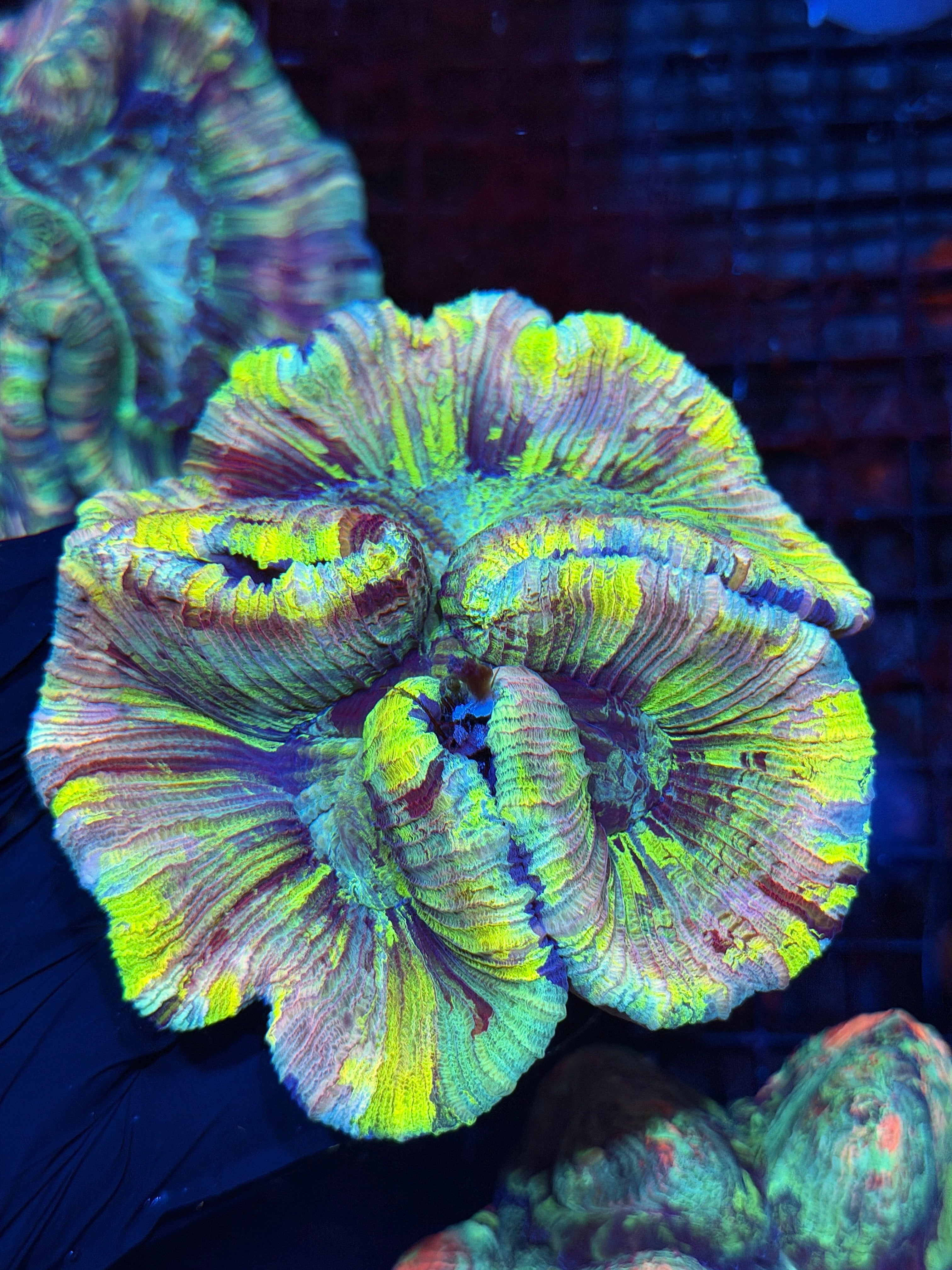 Rainbow Tie Dye Trachyphyllia Meat Coral XXL