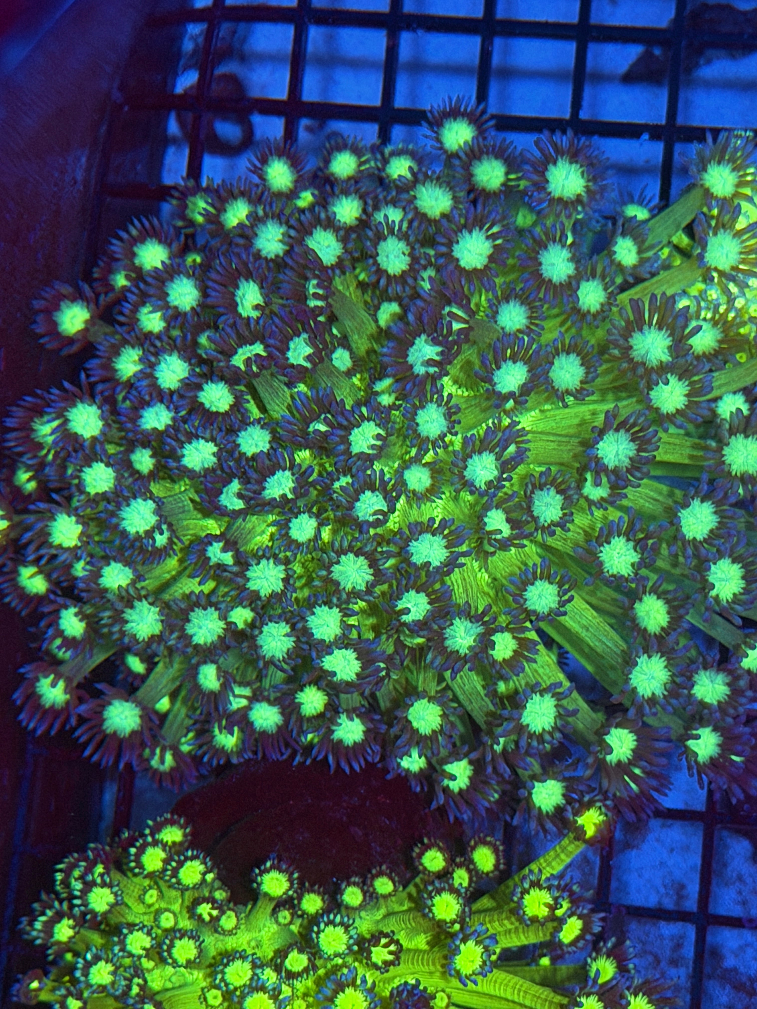 JEA Neon Glo Stick Goniopora Coral XXL BRIGHT 12/1