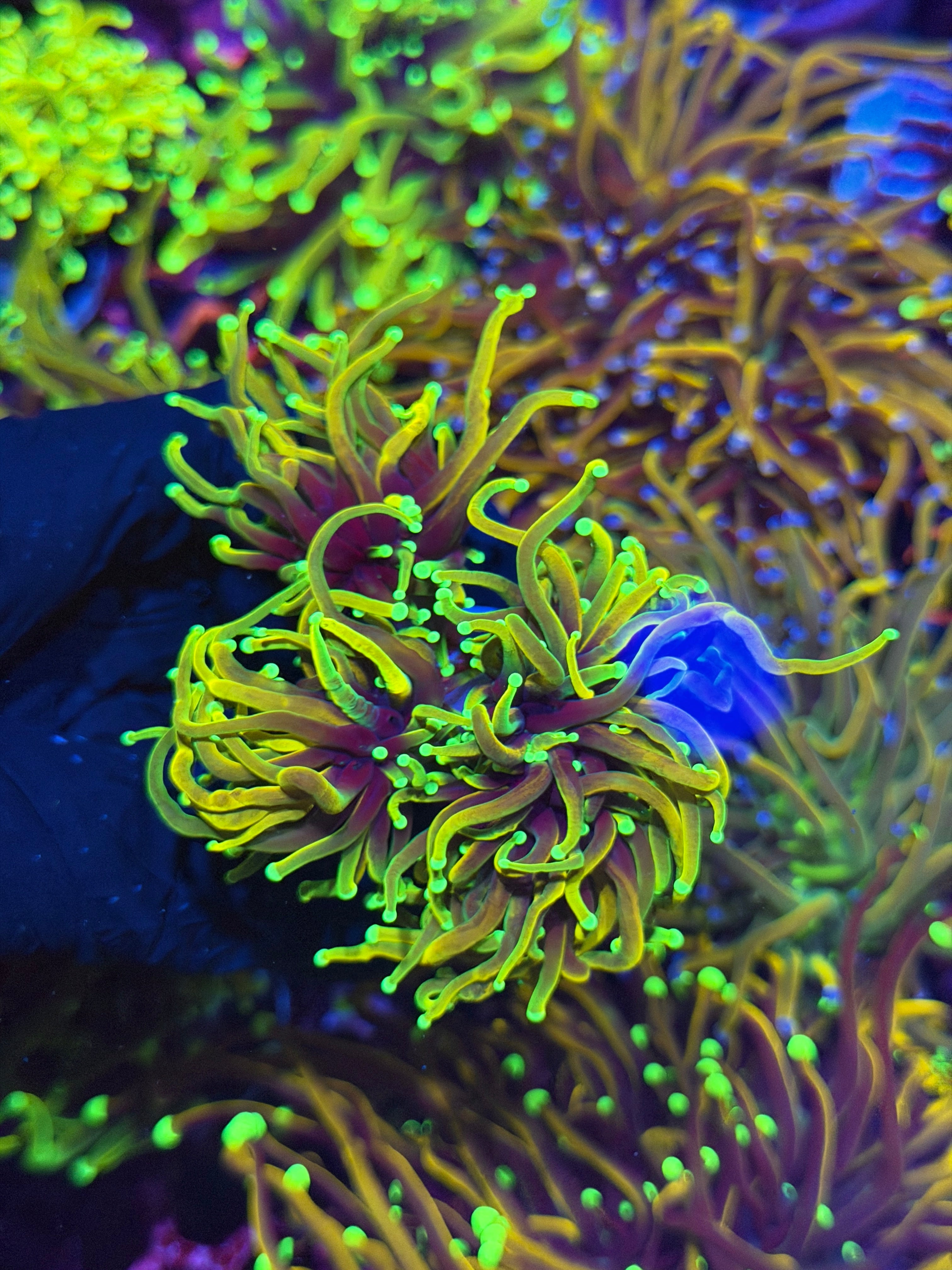 JEA Dragon Soul Torch Coral 2 XL Heads 2/24