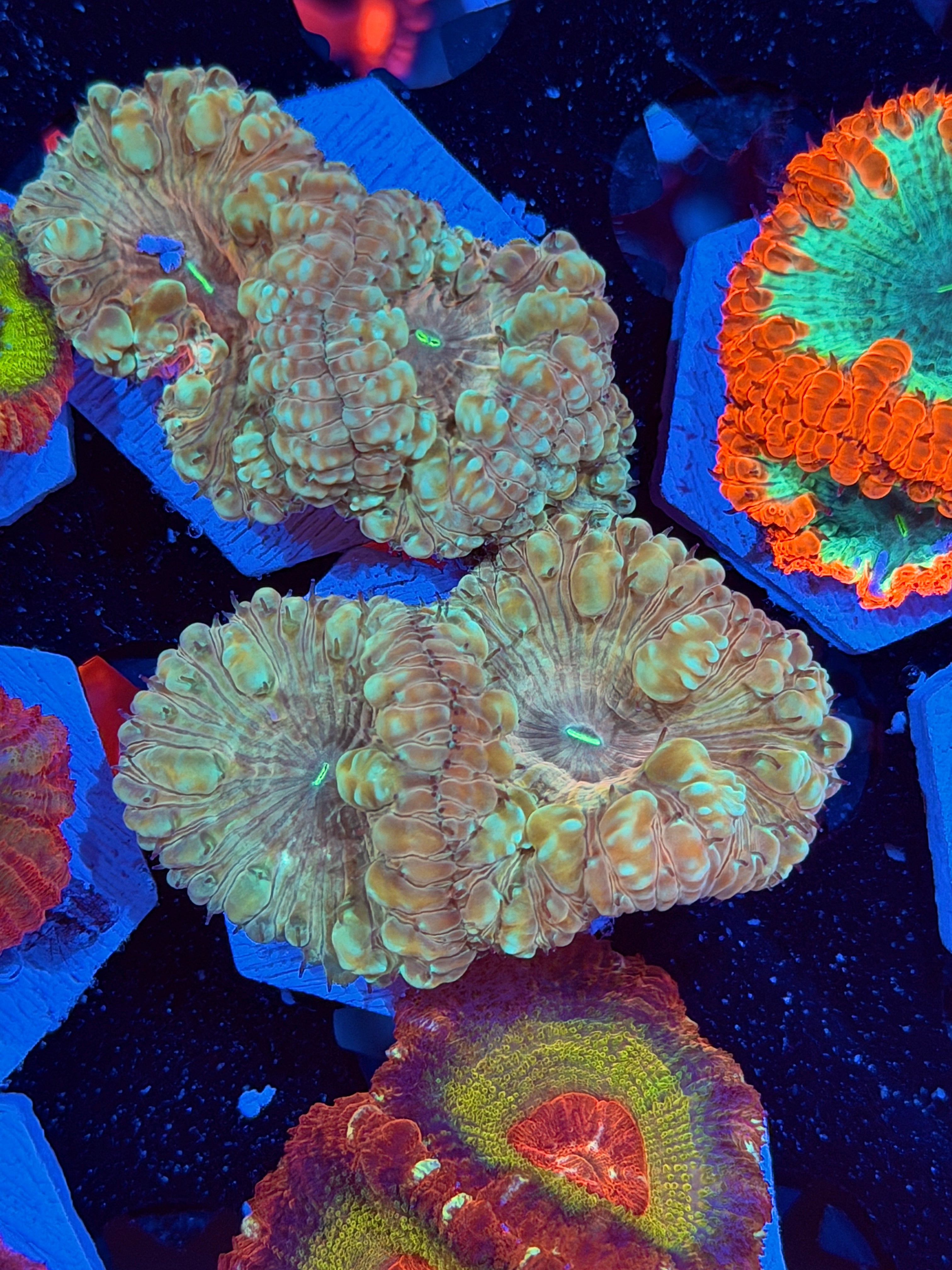 JEA Circus Animal Blastomussa Coral 2 XL Heads *New Release*