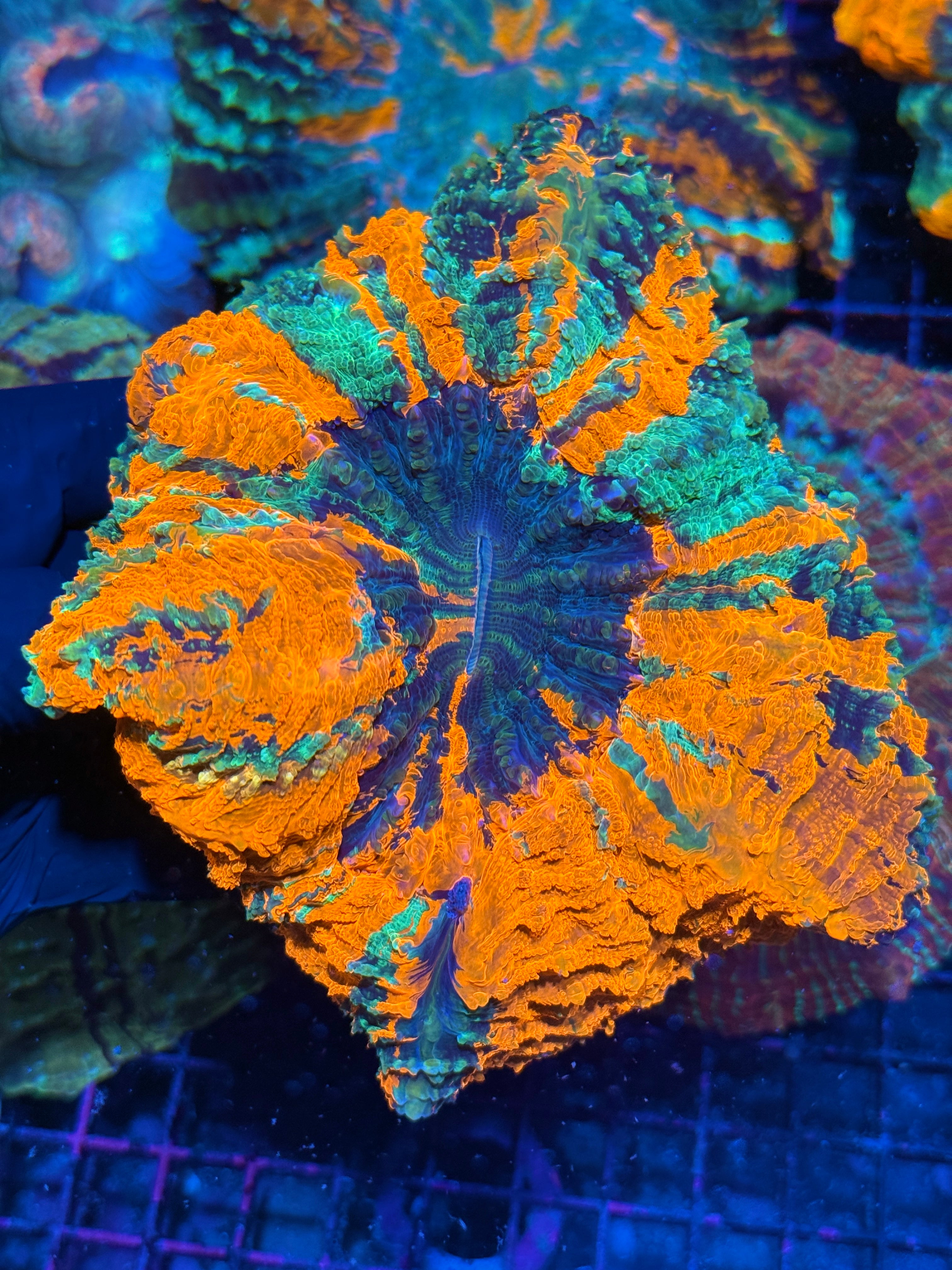 Striped Acanthophyllia Meat Coral XXL Insanely Bright! 10/12