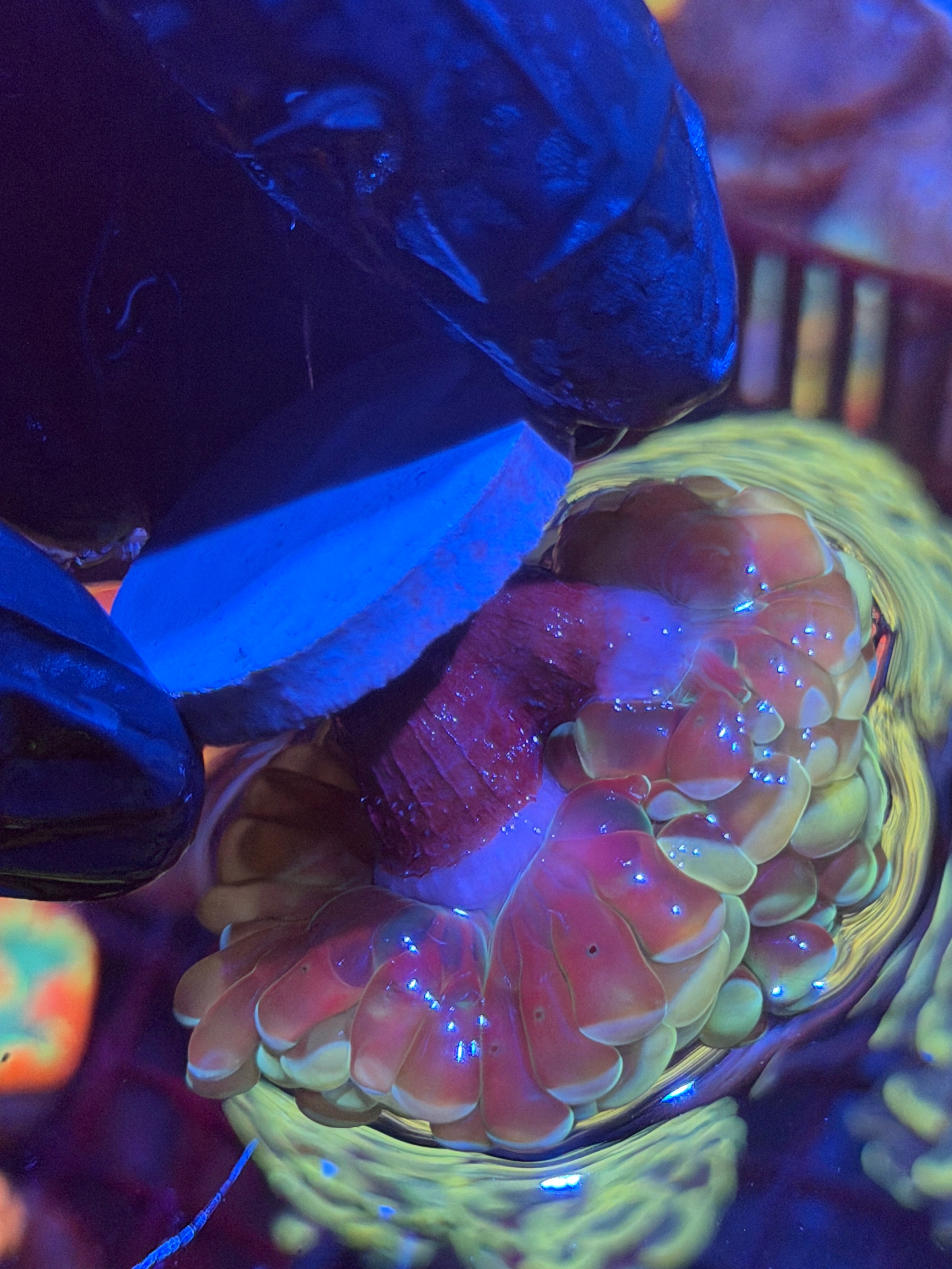 JEA Warheads Hammer Coral 3 Heads Splitting XL 11/3