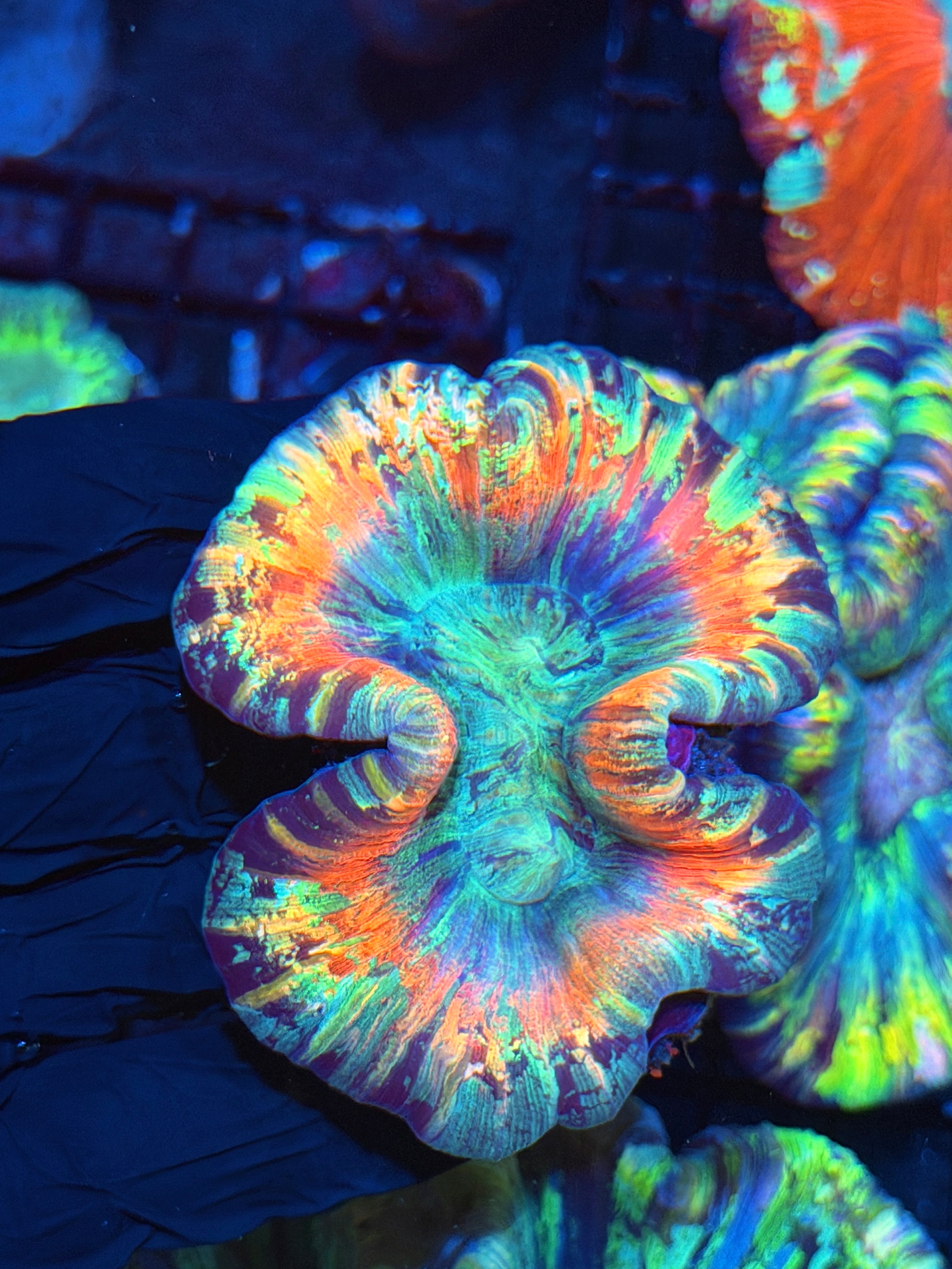 Rainbow Trachyphyllia Meat Coral 6/29