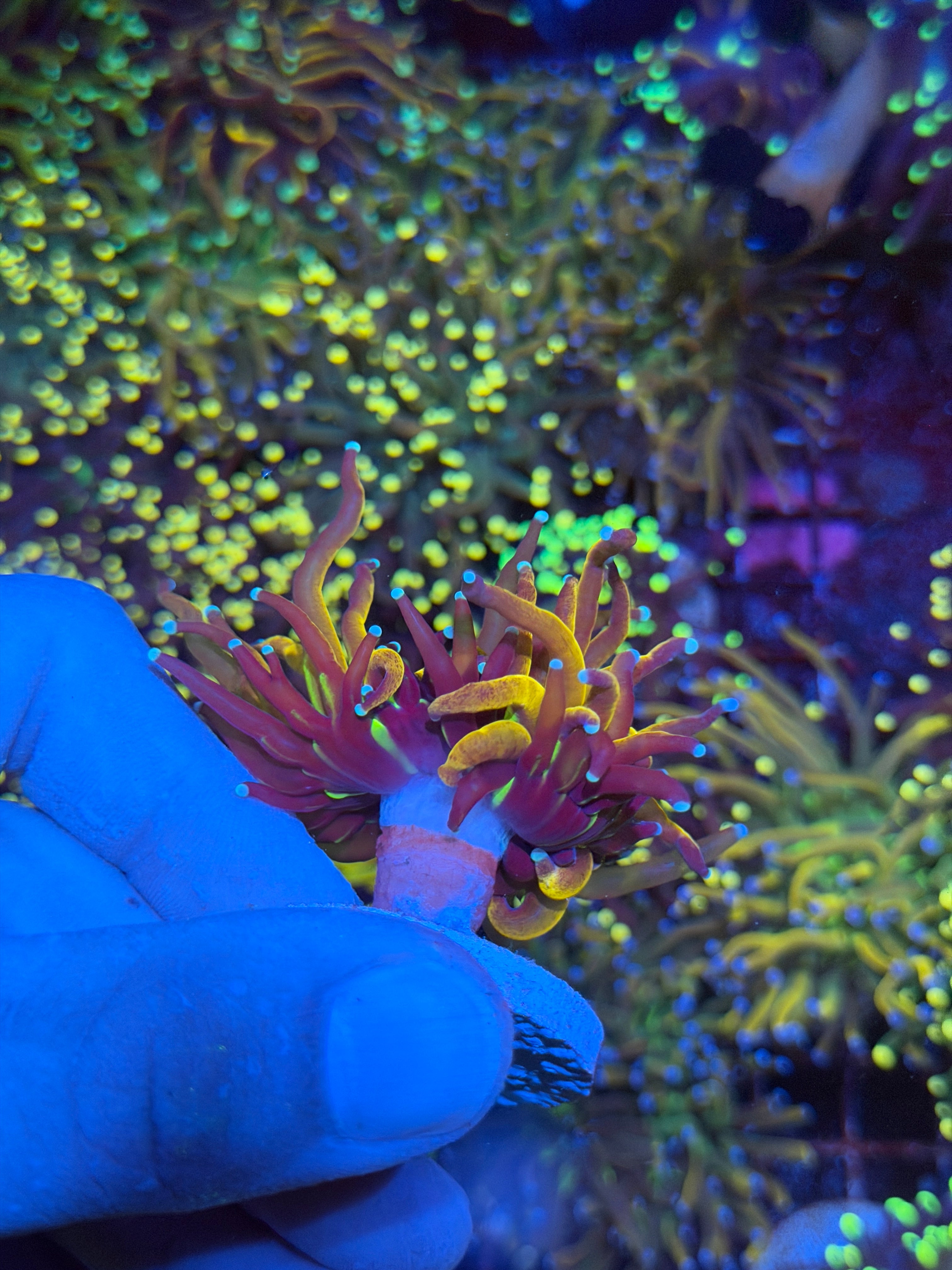 JEA Tiger Torch Coral 1 XXL Head Splitting 6/3