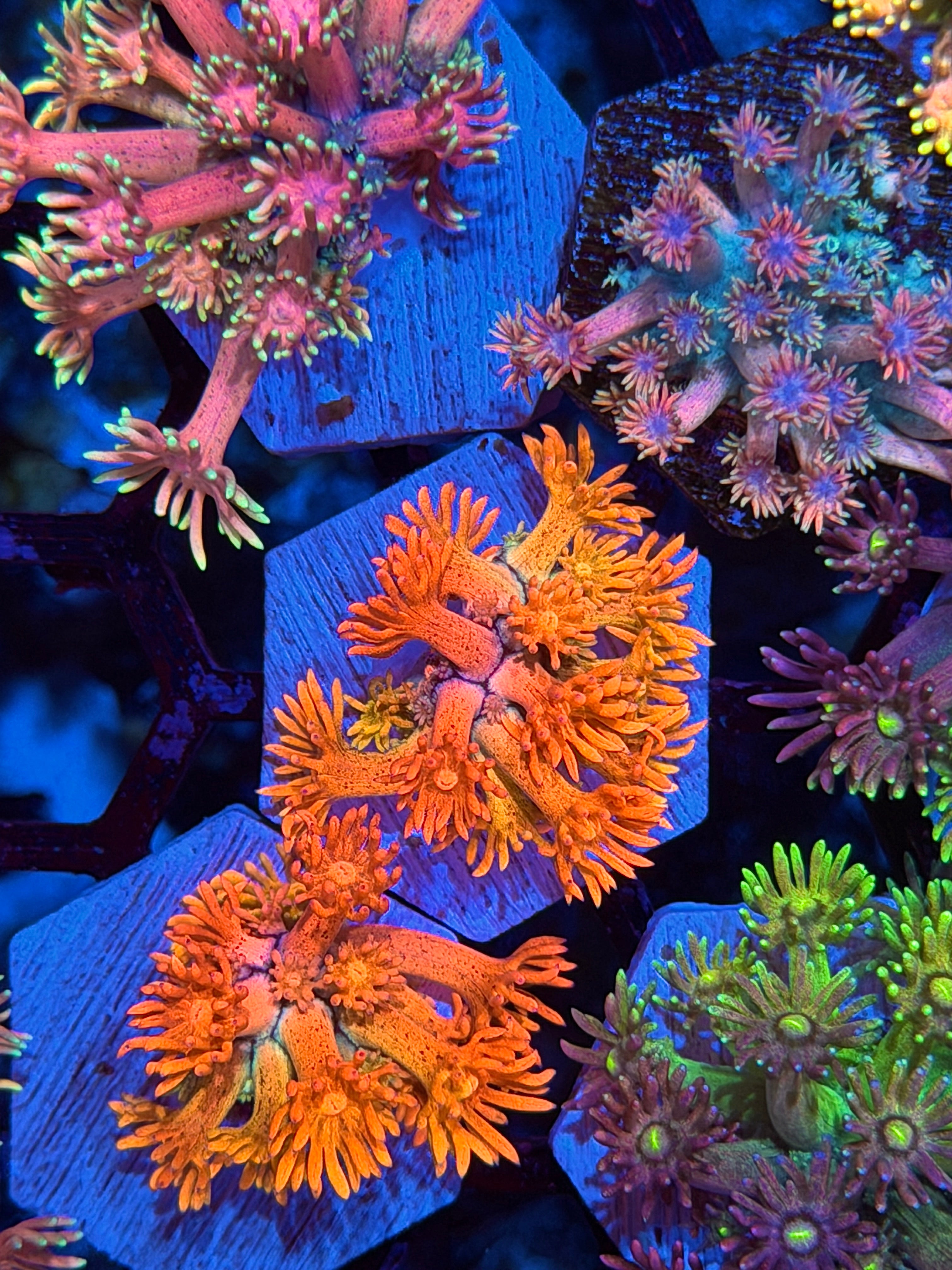 JEA Solar Beam Goniopora Coral *New Release*