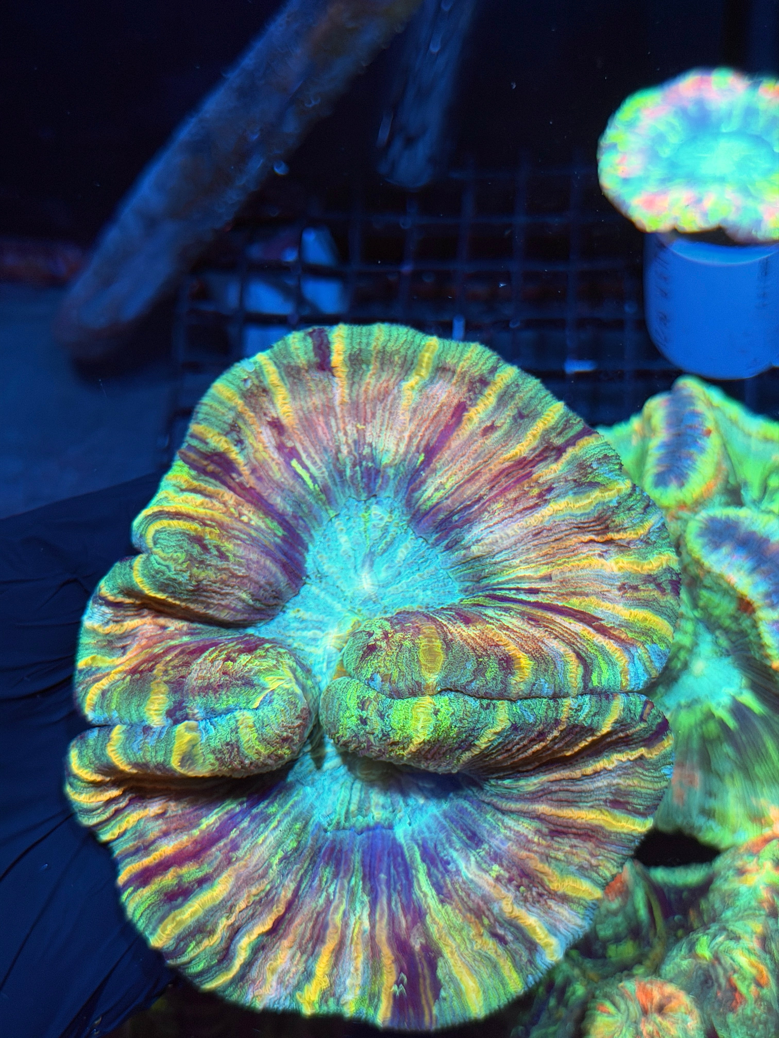 Striped Rainbow Trachyphyllia Meat Coral XXL 6/4