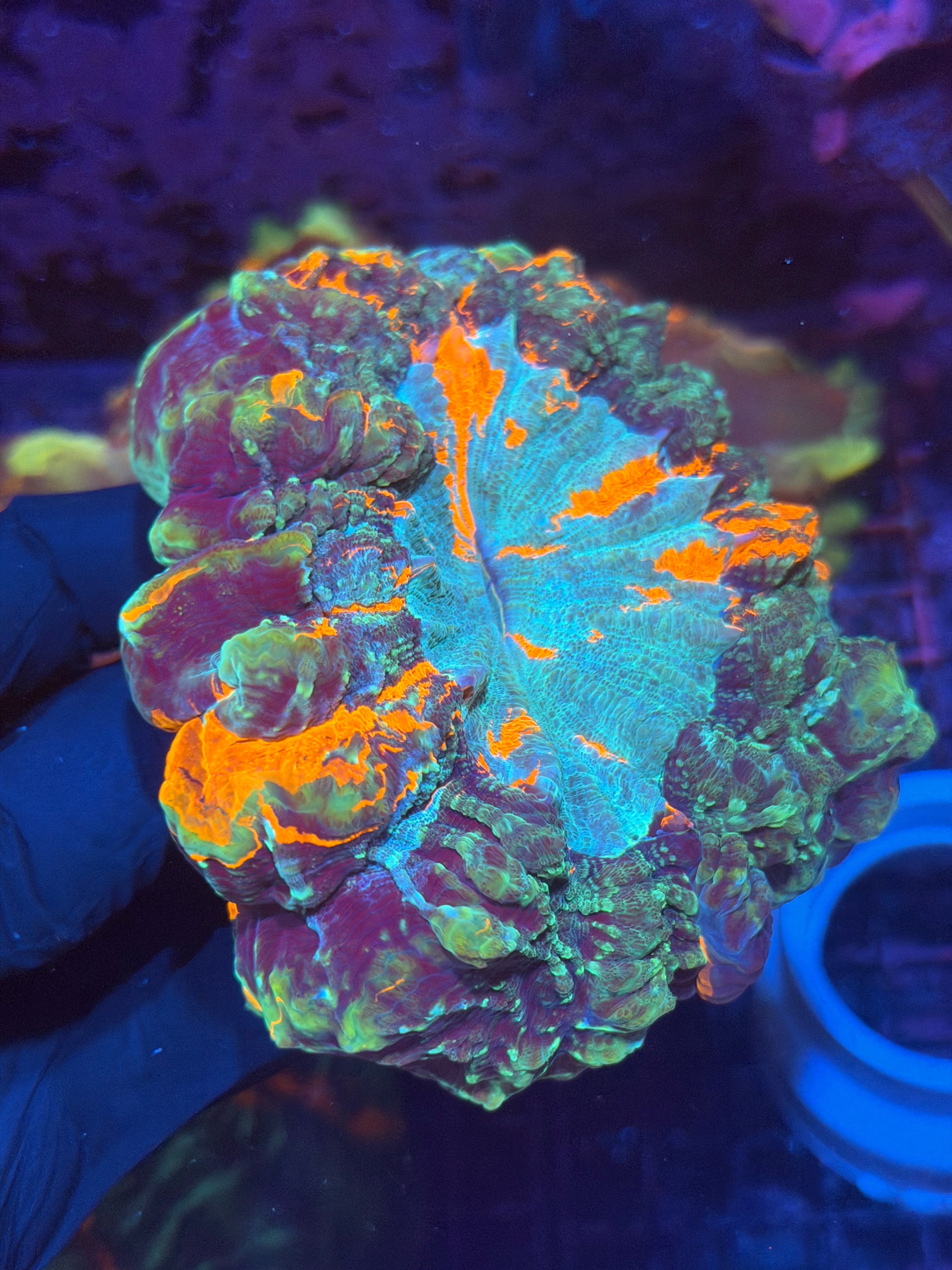 Multi Color Striped Acanthophyllia Meat Coral XL 11/28