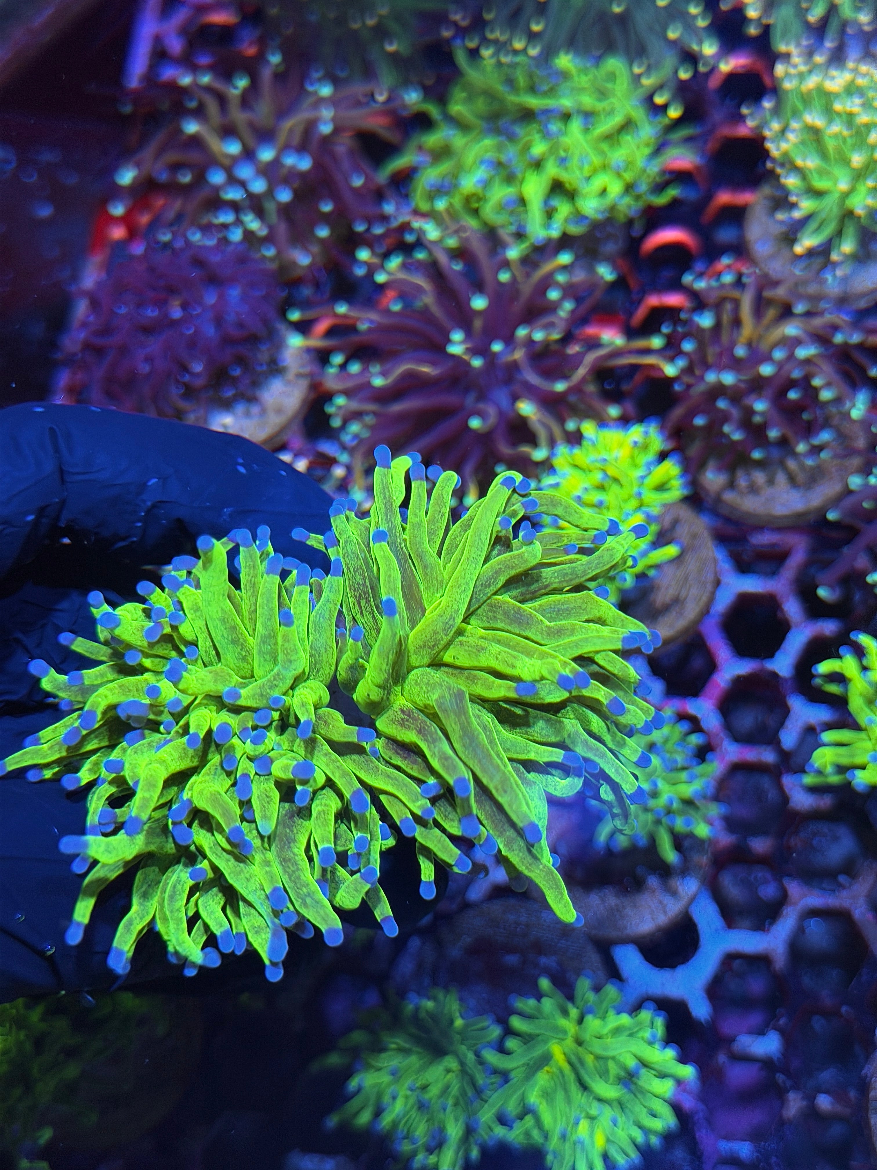 JEA Glitter Holy Grail Torch Coral 2 Heads XXL