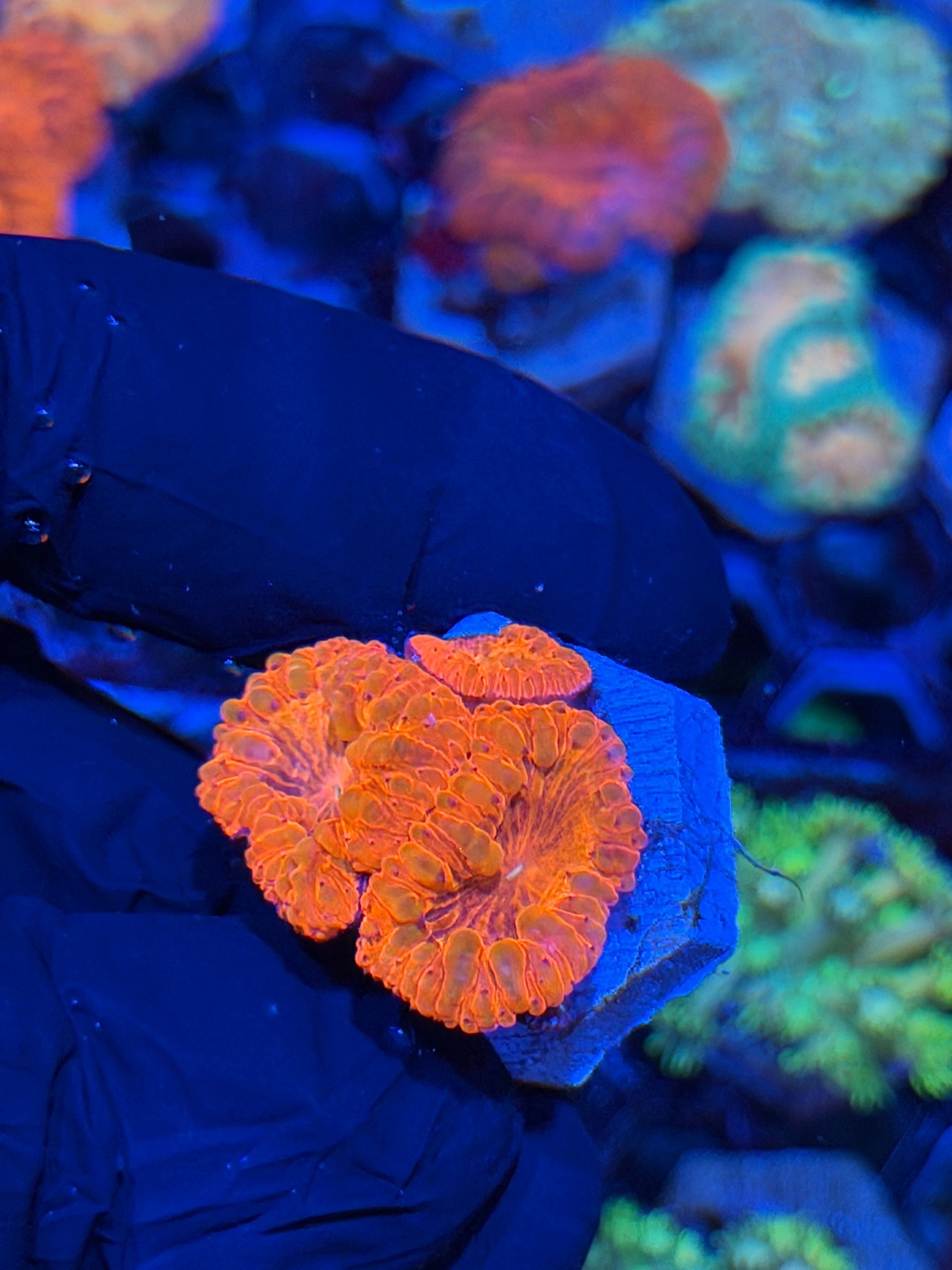 JEA Bloodsucker Blastomussa Coral 3 HeADS XXL 7/21