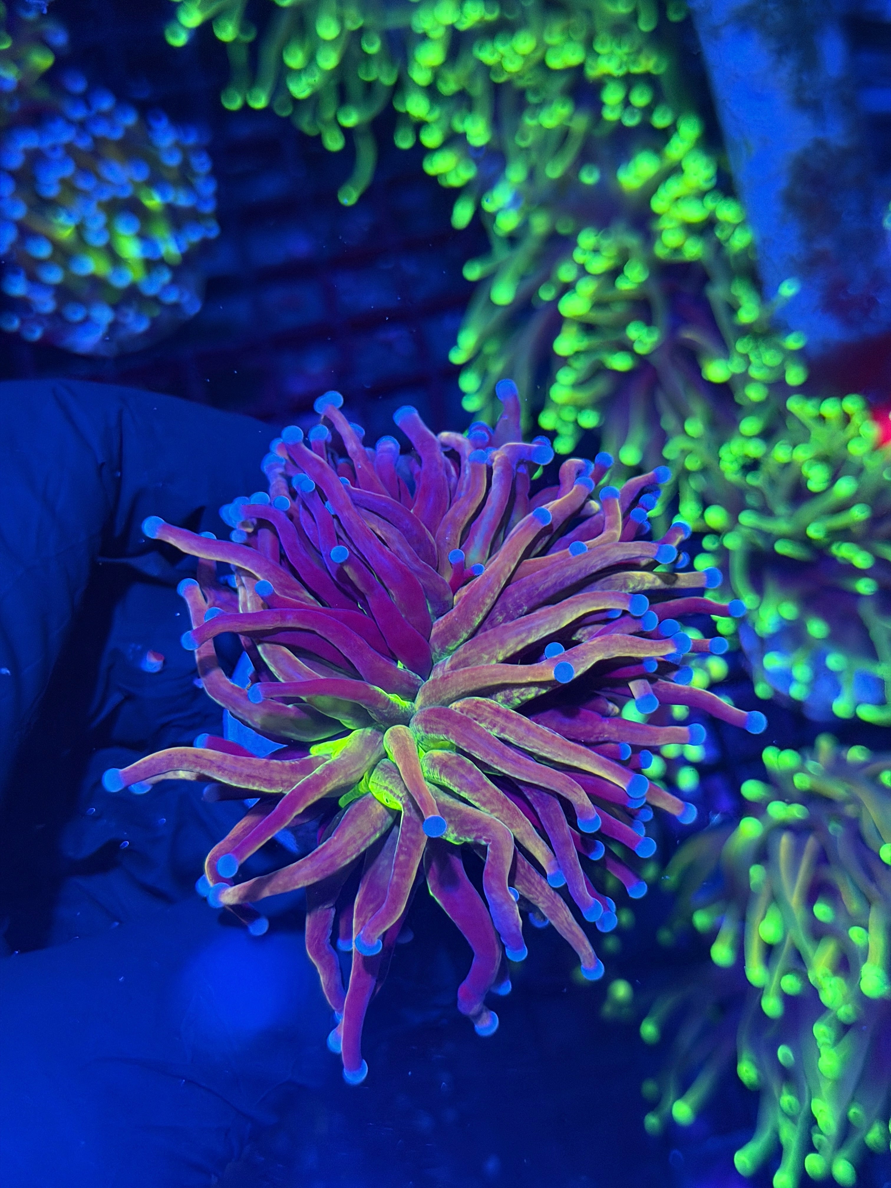 JEA Dragon God Torch Coral 1 XXL Head Splitting 8/1