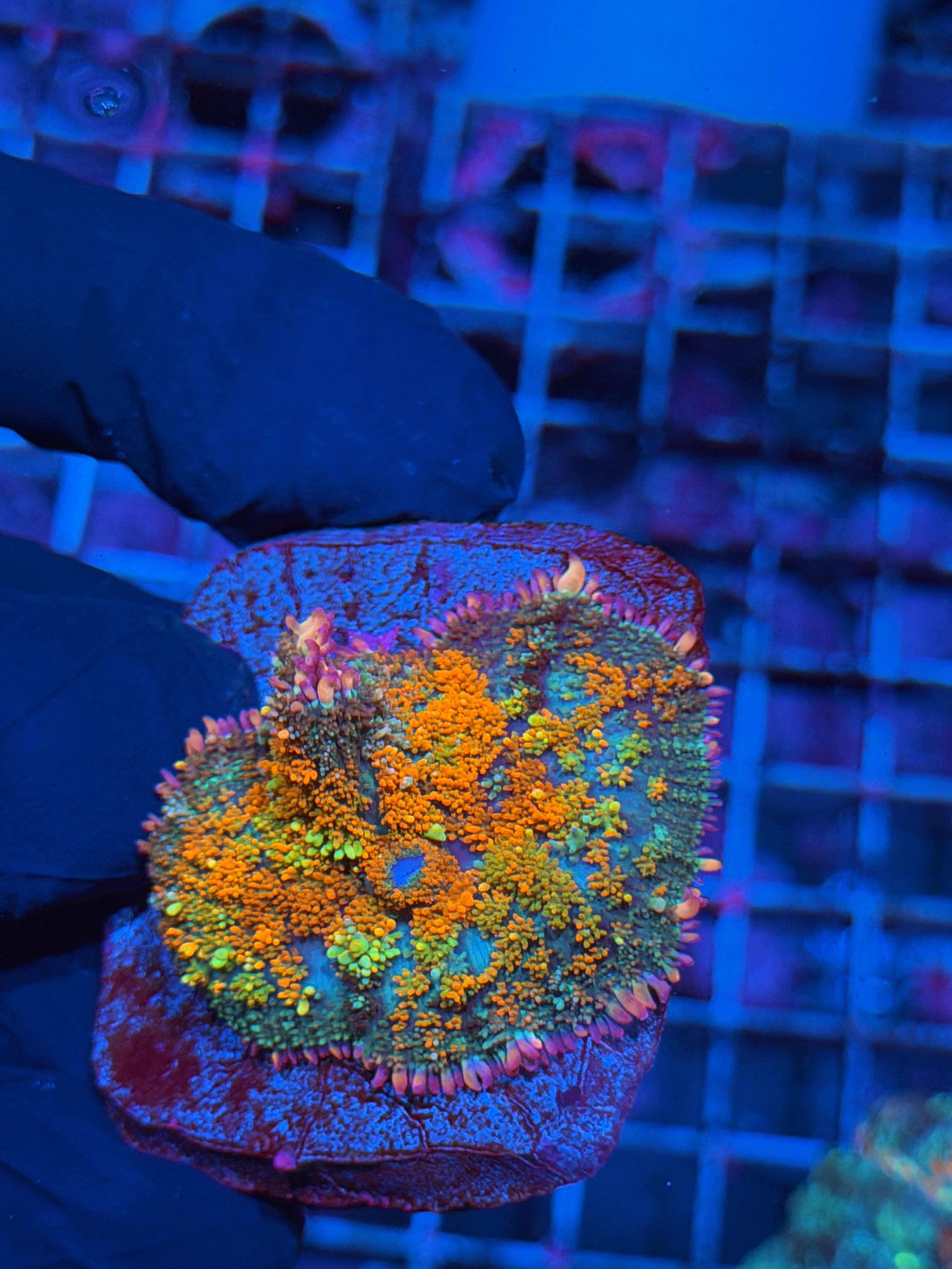 JEA Shredder Bounce Mushroom Coral XL 6/4
