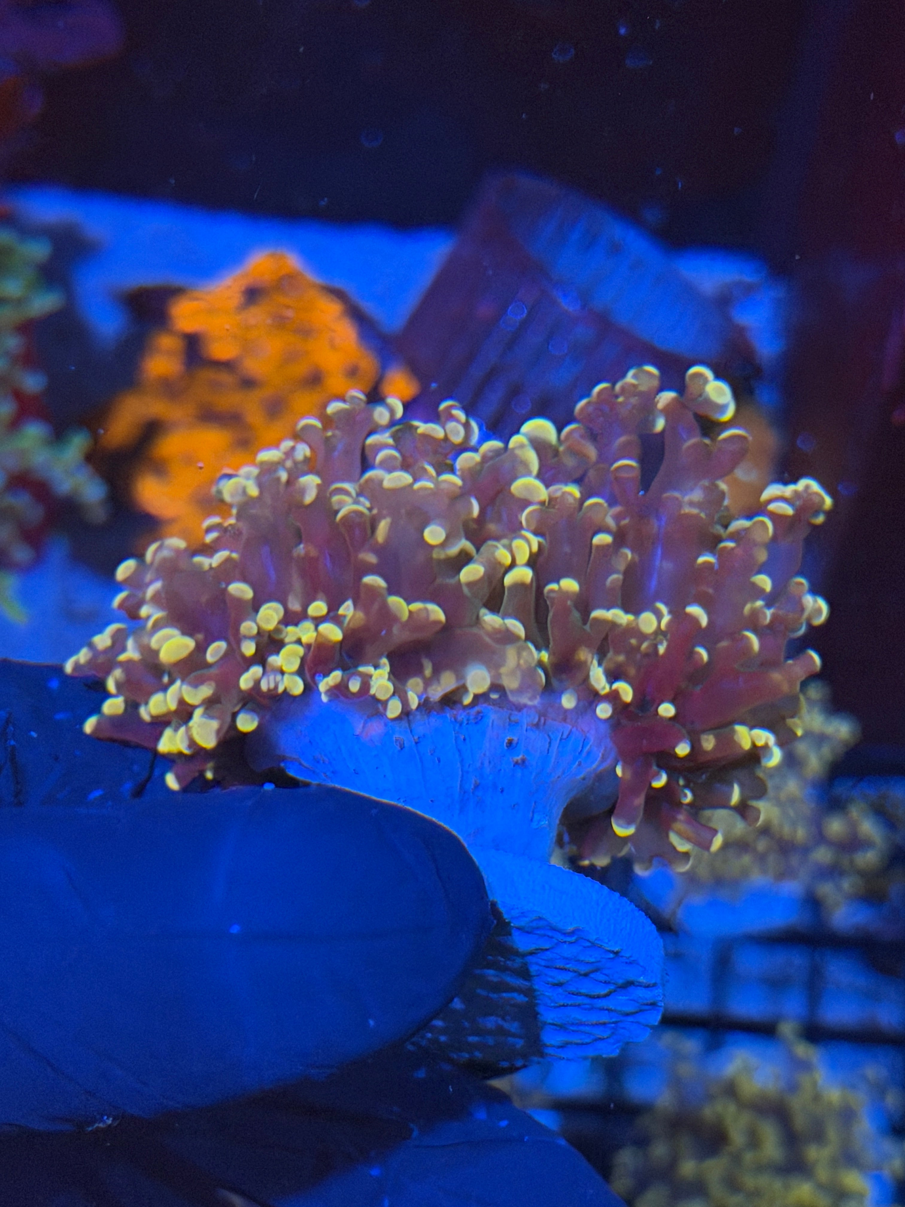 JEA Princess Peaxh Frogspawn Splitting 2 Heads XL 7/14