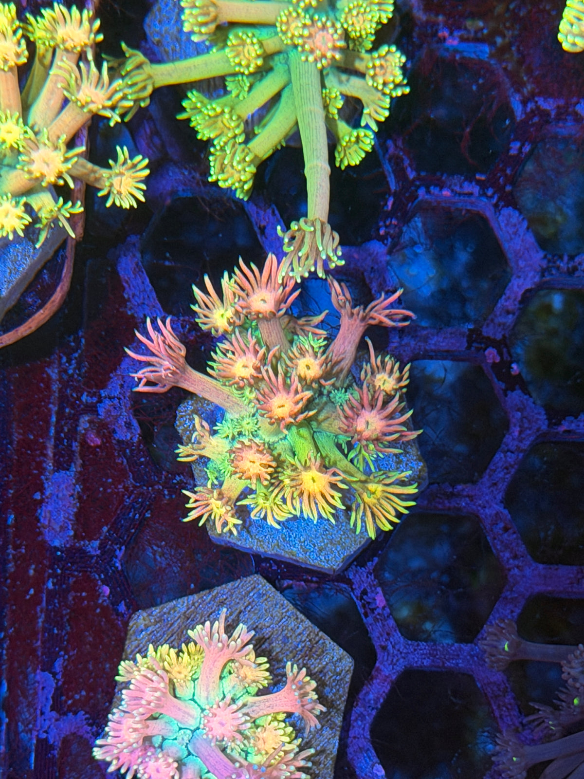 JEA Rainbow Meltdown Goniopora Coral 9/28