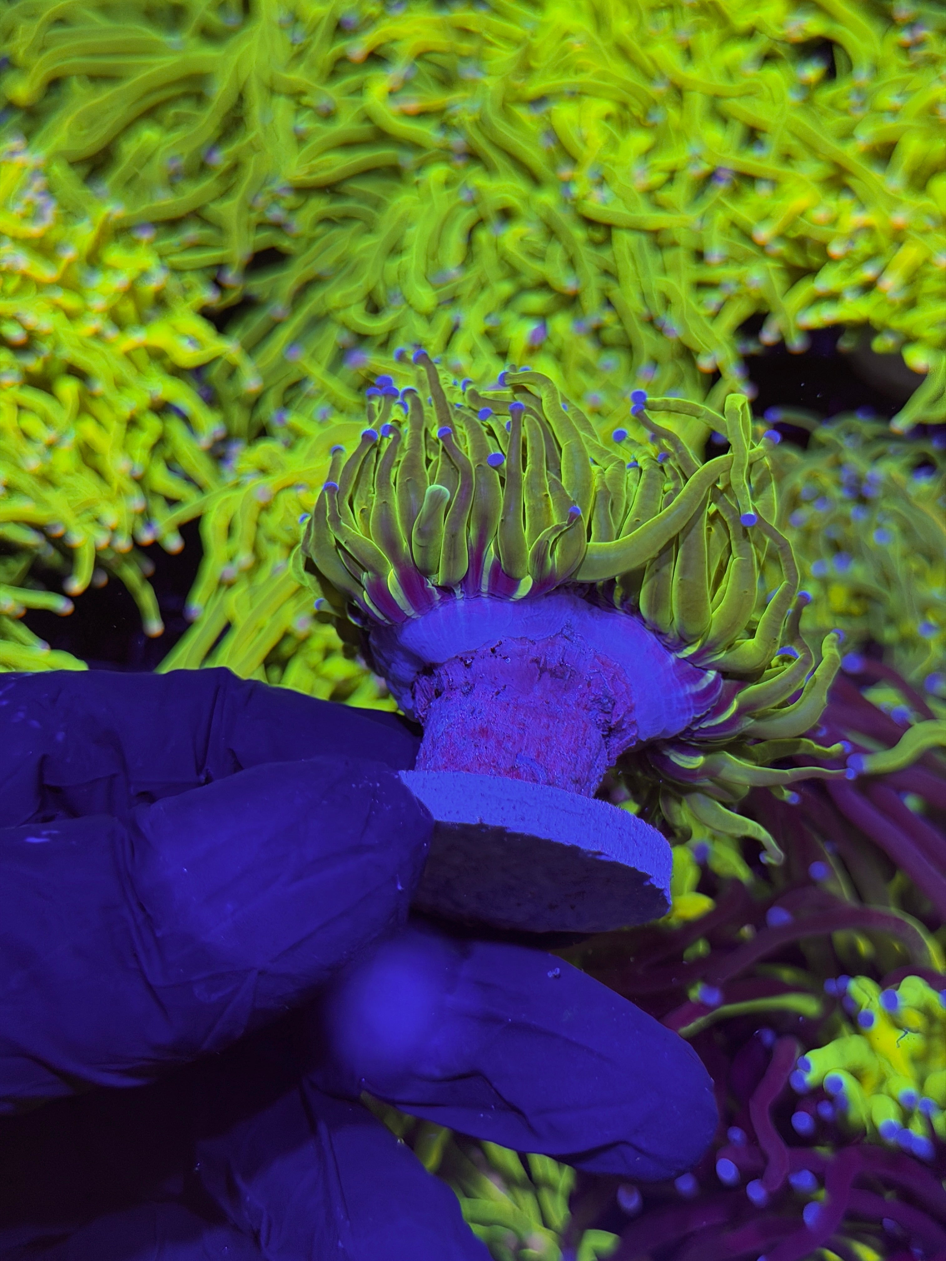 JEA 24K Holy Grail Torch Coral 1 XXL Head Splitting to 3
