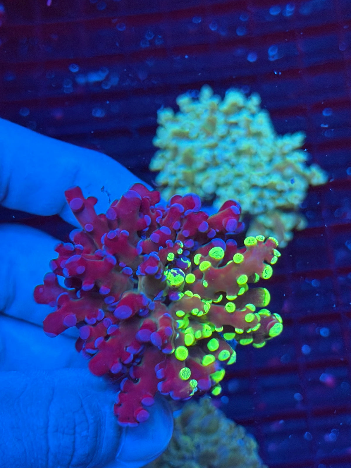 JEA Mardi Gras Frogspawn Coral Grafted 50/50 Split 9/22