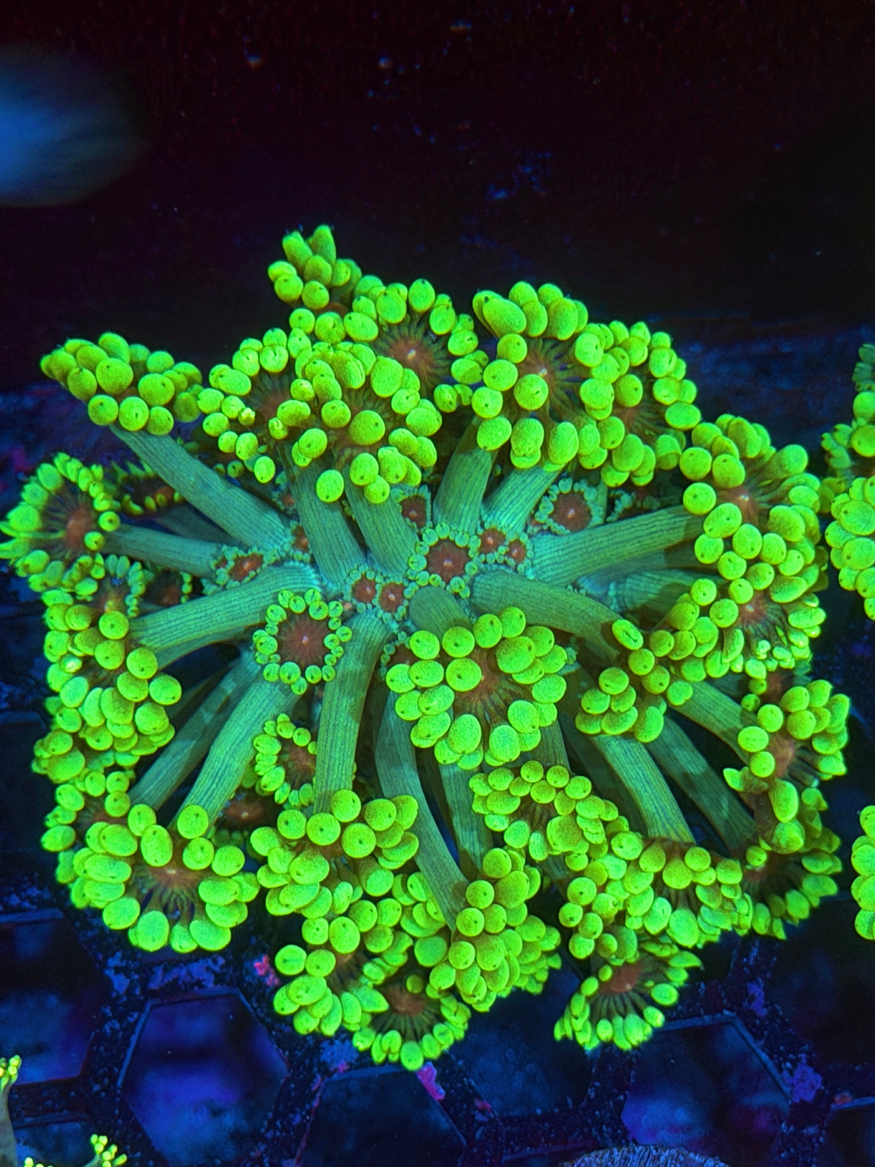 JEA Watermelon Blast Goniopora Coral XL Frag 12/1