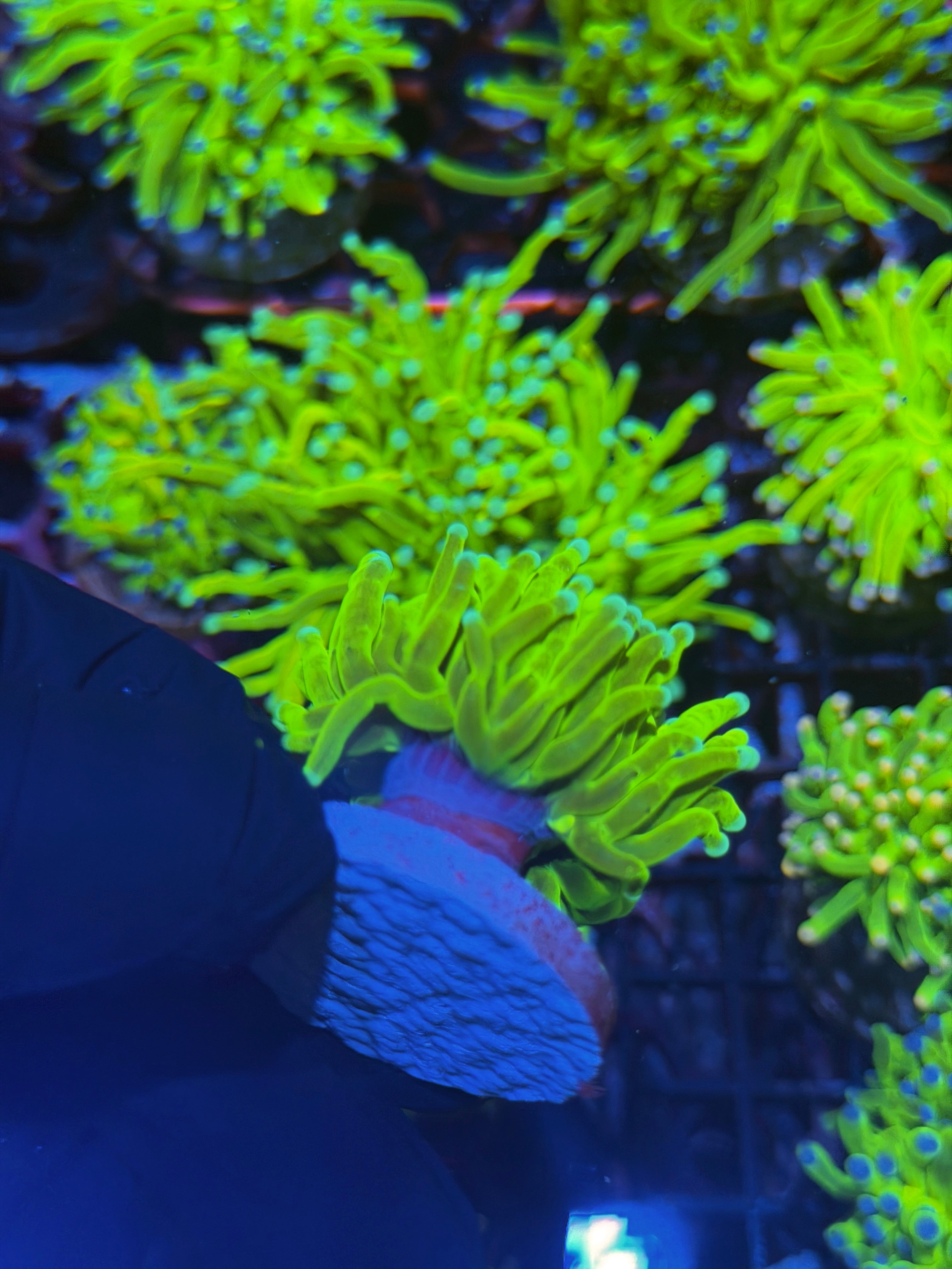 JEA Avalanche Holy Grail Torch Coral 1 Head XL 8/1