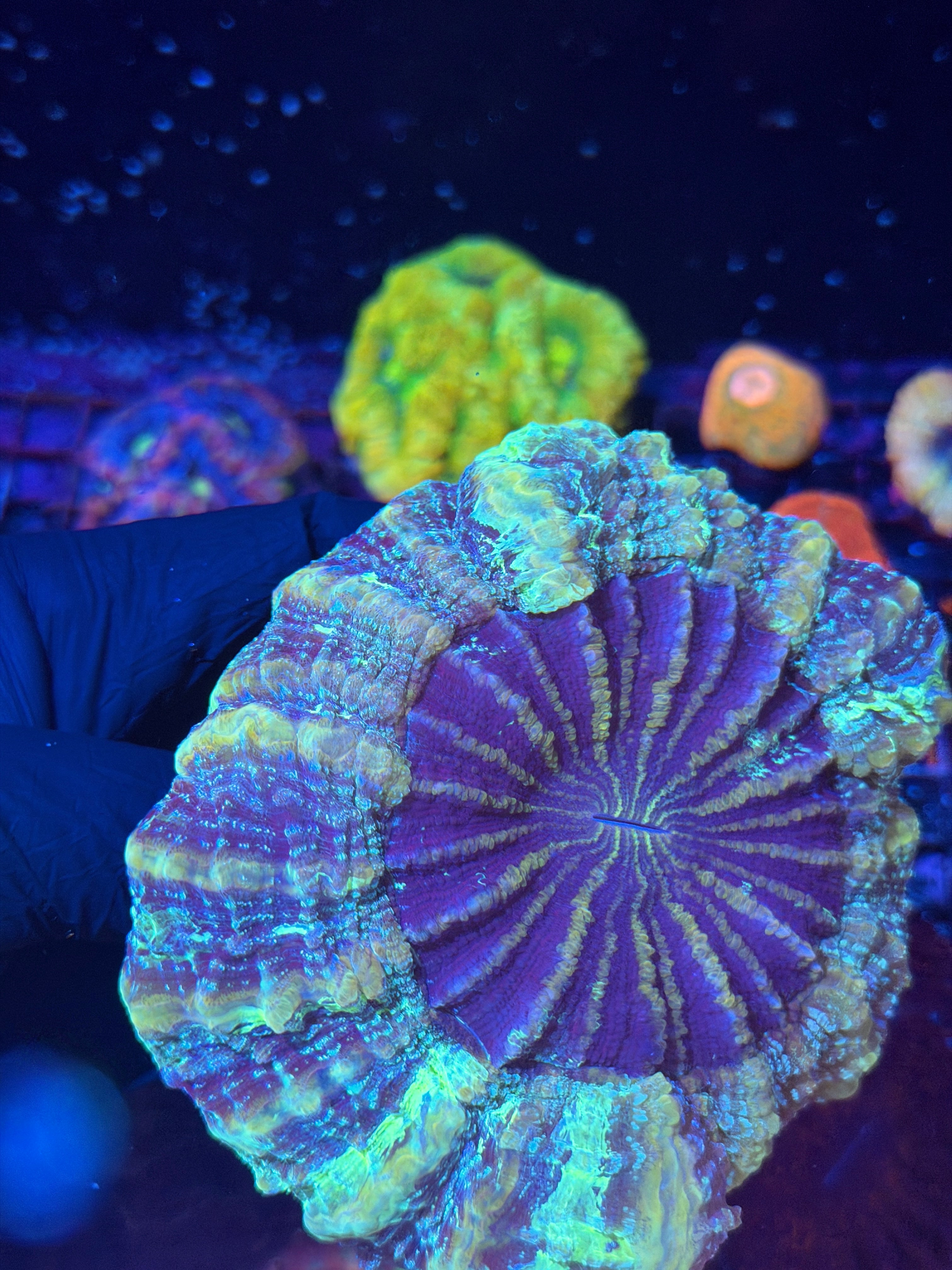 Galaxy Glitter Acanthophyllia Meat Coral XL
