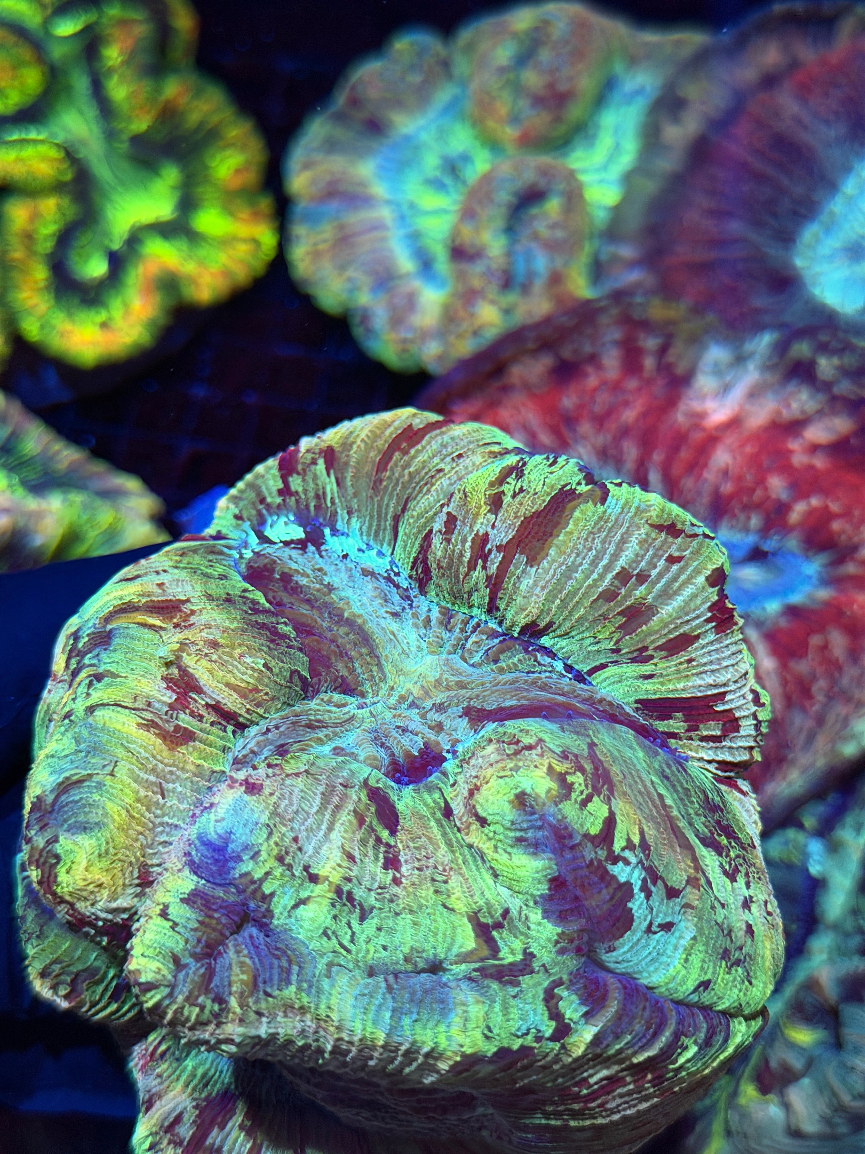 Rainbow Splatter Trachyphyllia Meat Coral XXXL Show Puece