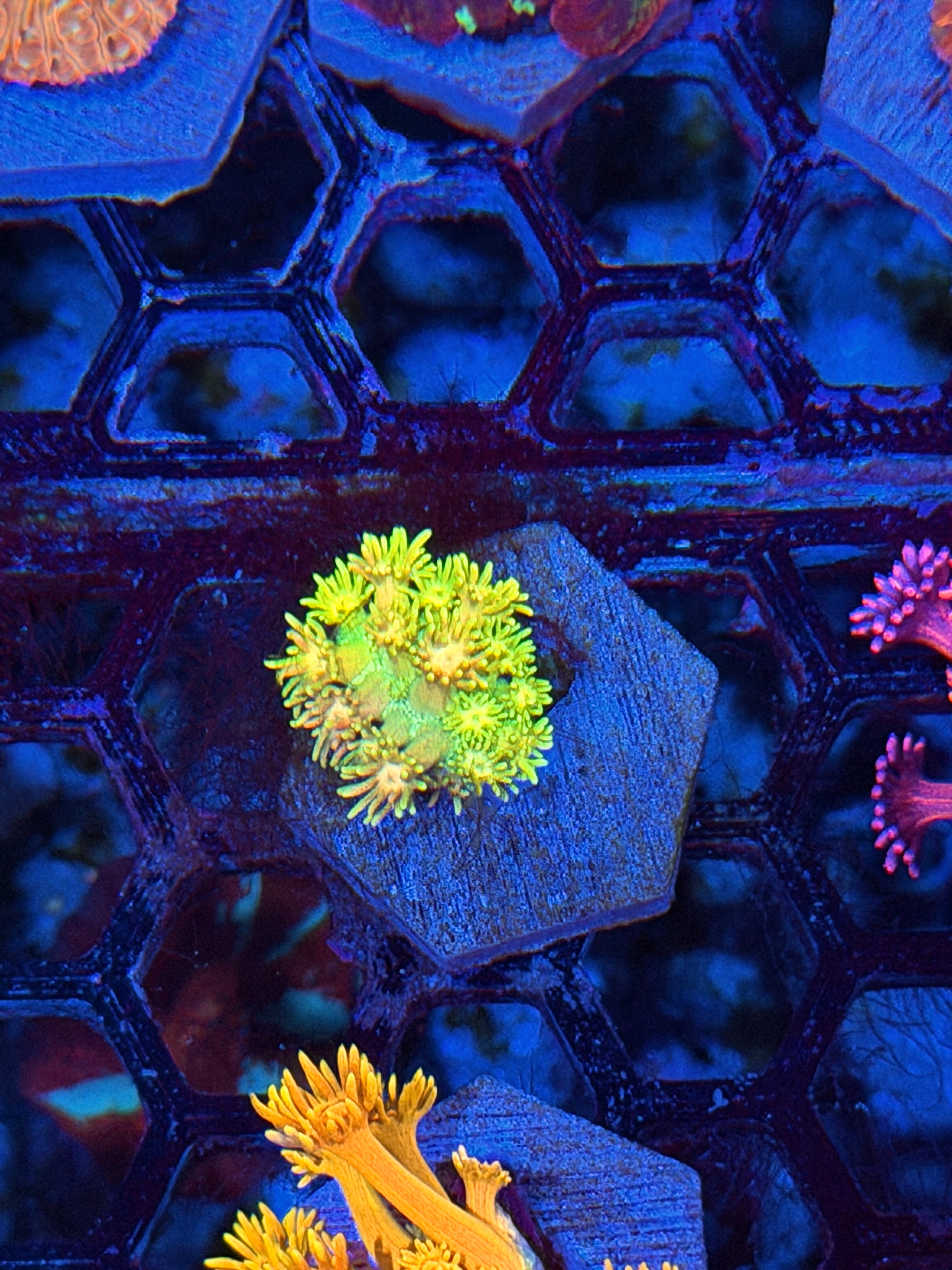 JEA Lemon Ice Goniopora Coral 7/21