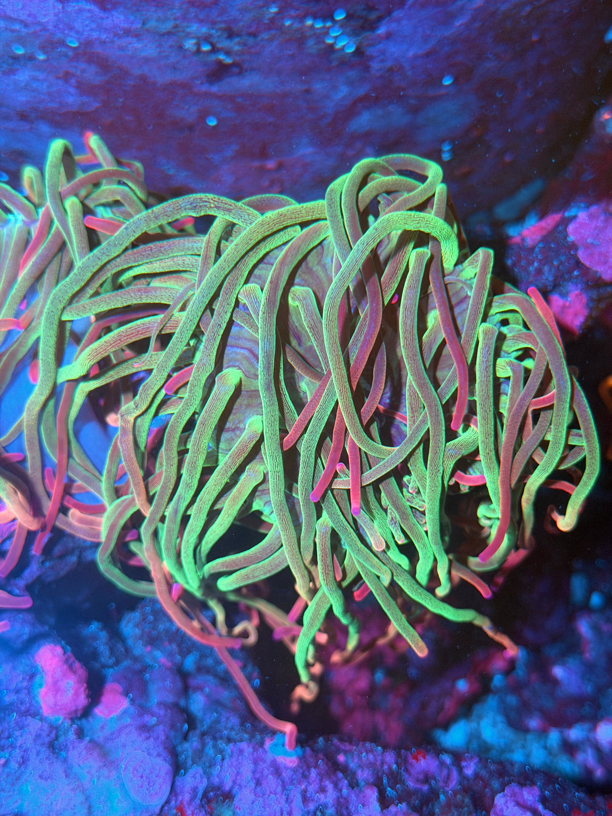 JEA Voodoo Anemone XL 10/21