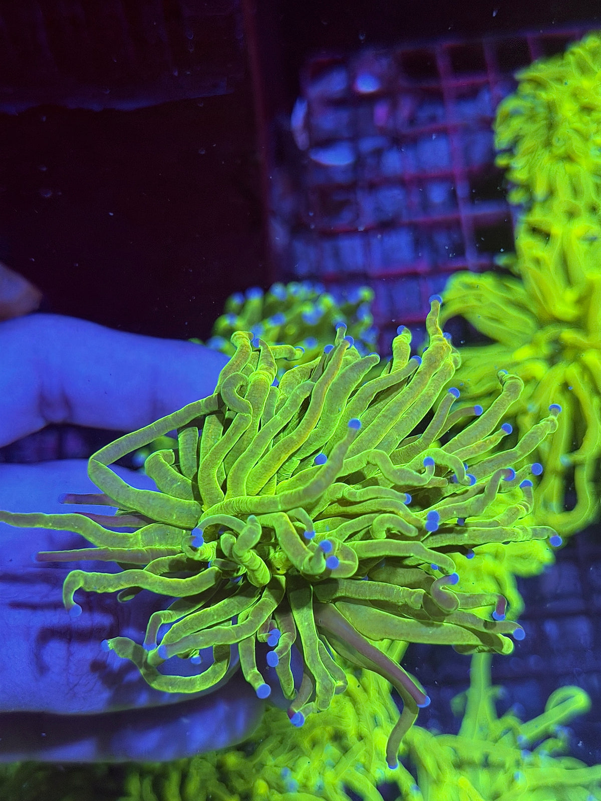 JEA Grafted Holy Grail Torch Coral 1 Head XL