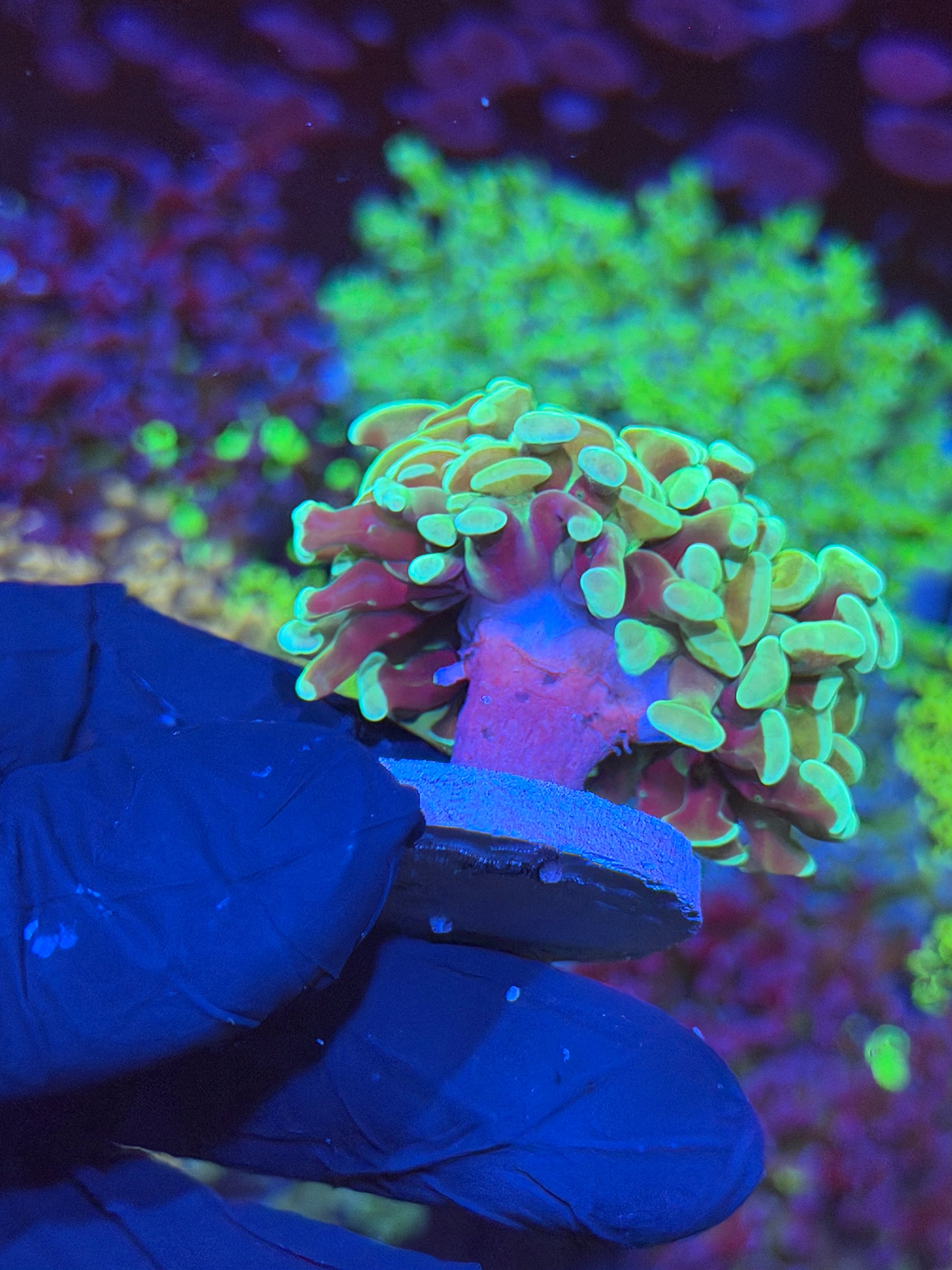 JEA Rotten Apple Hammer Coral 3 Heads XL 6/4