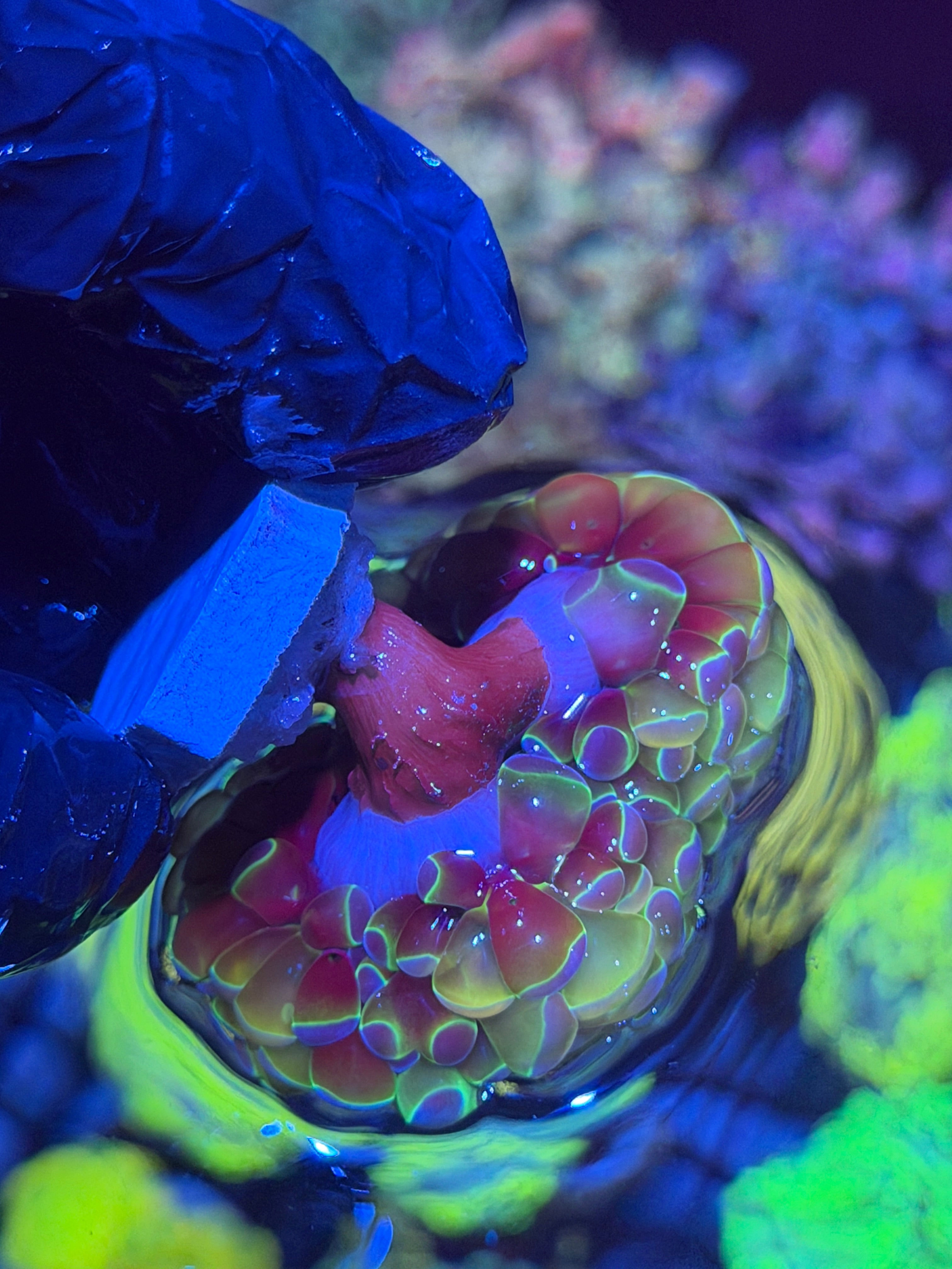 JEA Rainbow Hologram Hammer 2 Heads Splitting to 4 XL 11/28