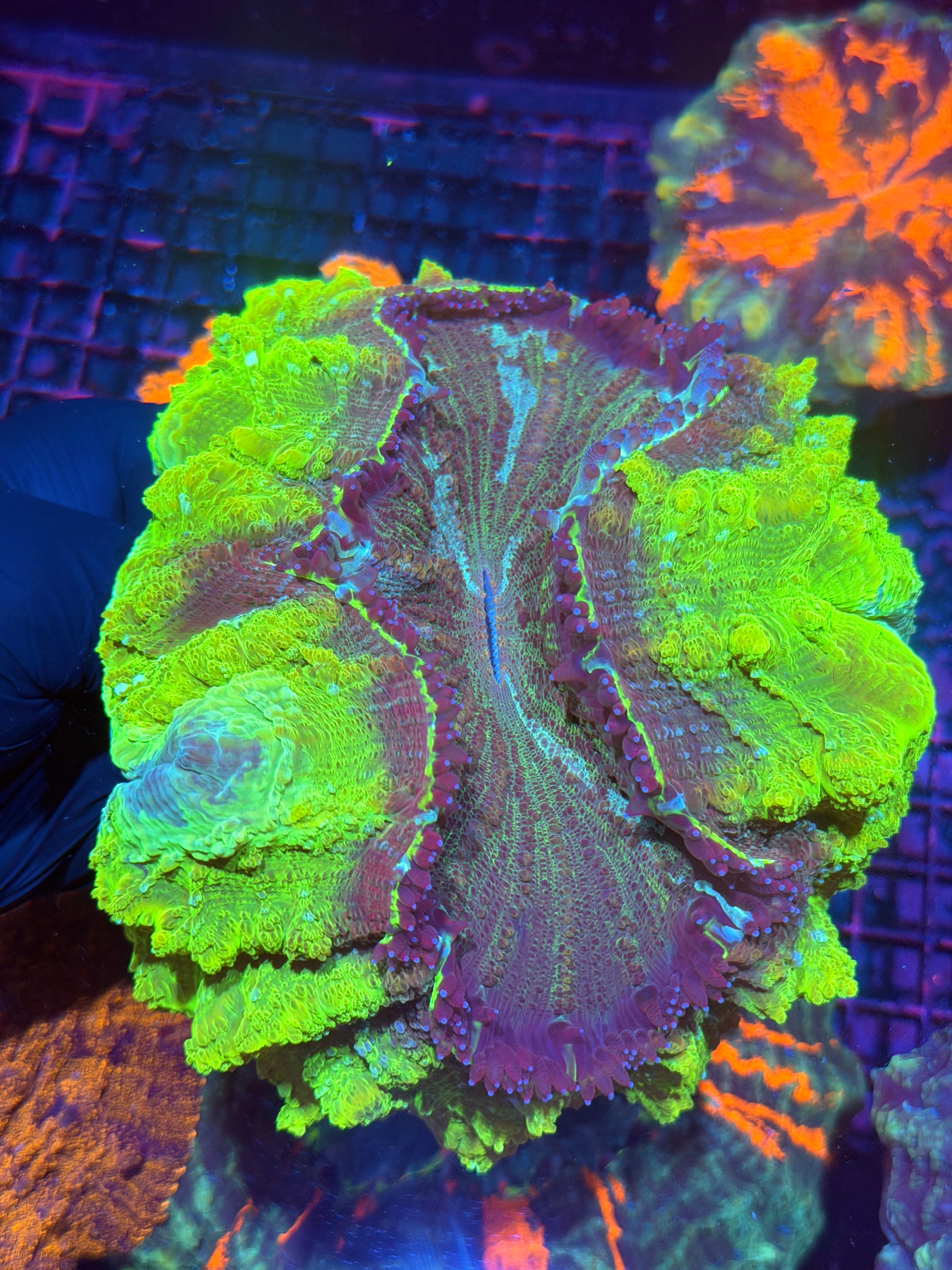 Insane Bright Green Acanthophyllia Meat Coral XXL Show Piece