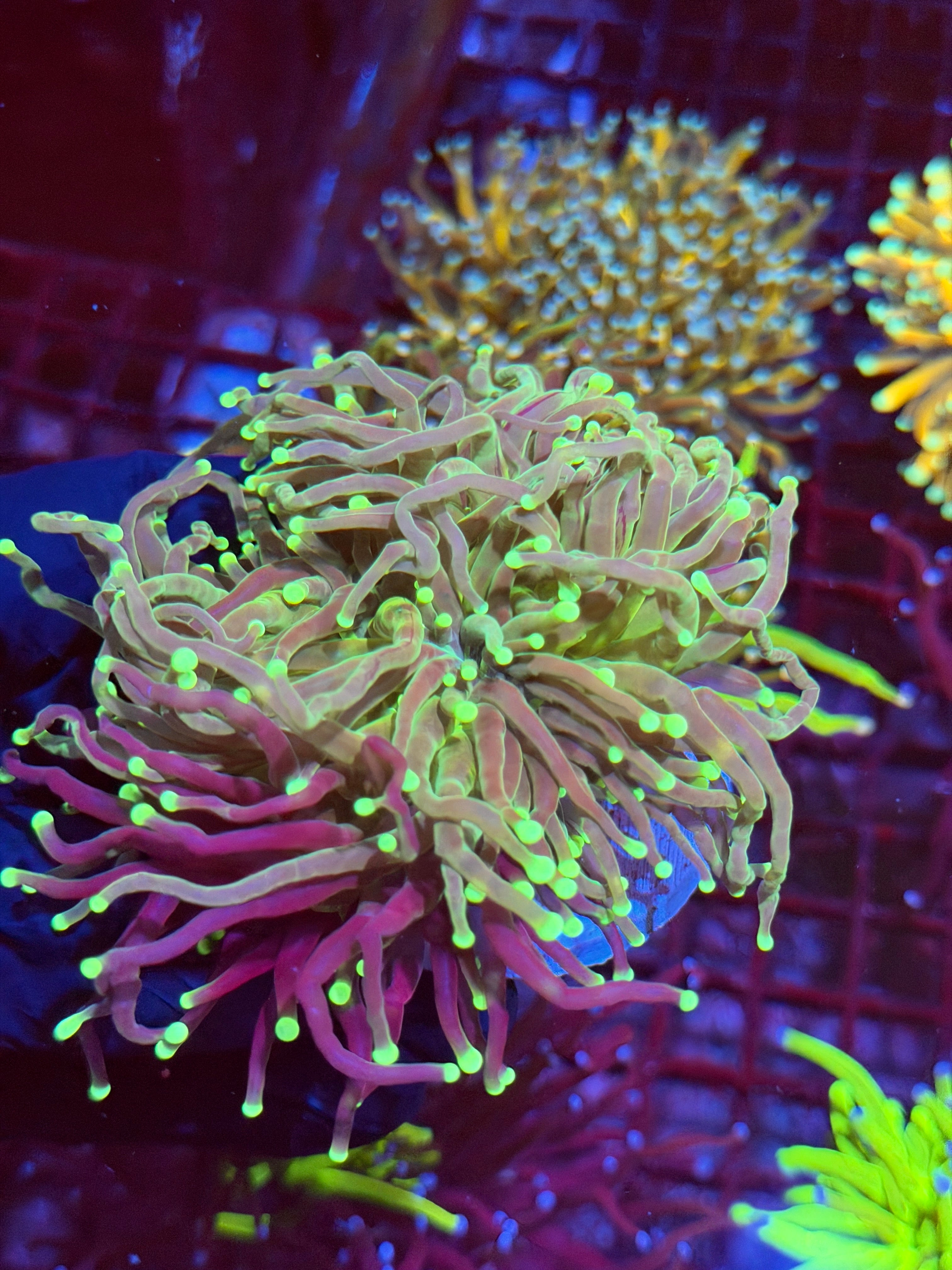 JEA Grafted Master Torch Coral 2 XXL Heads Splitting Collectors Piece 9/6