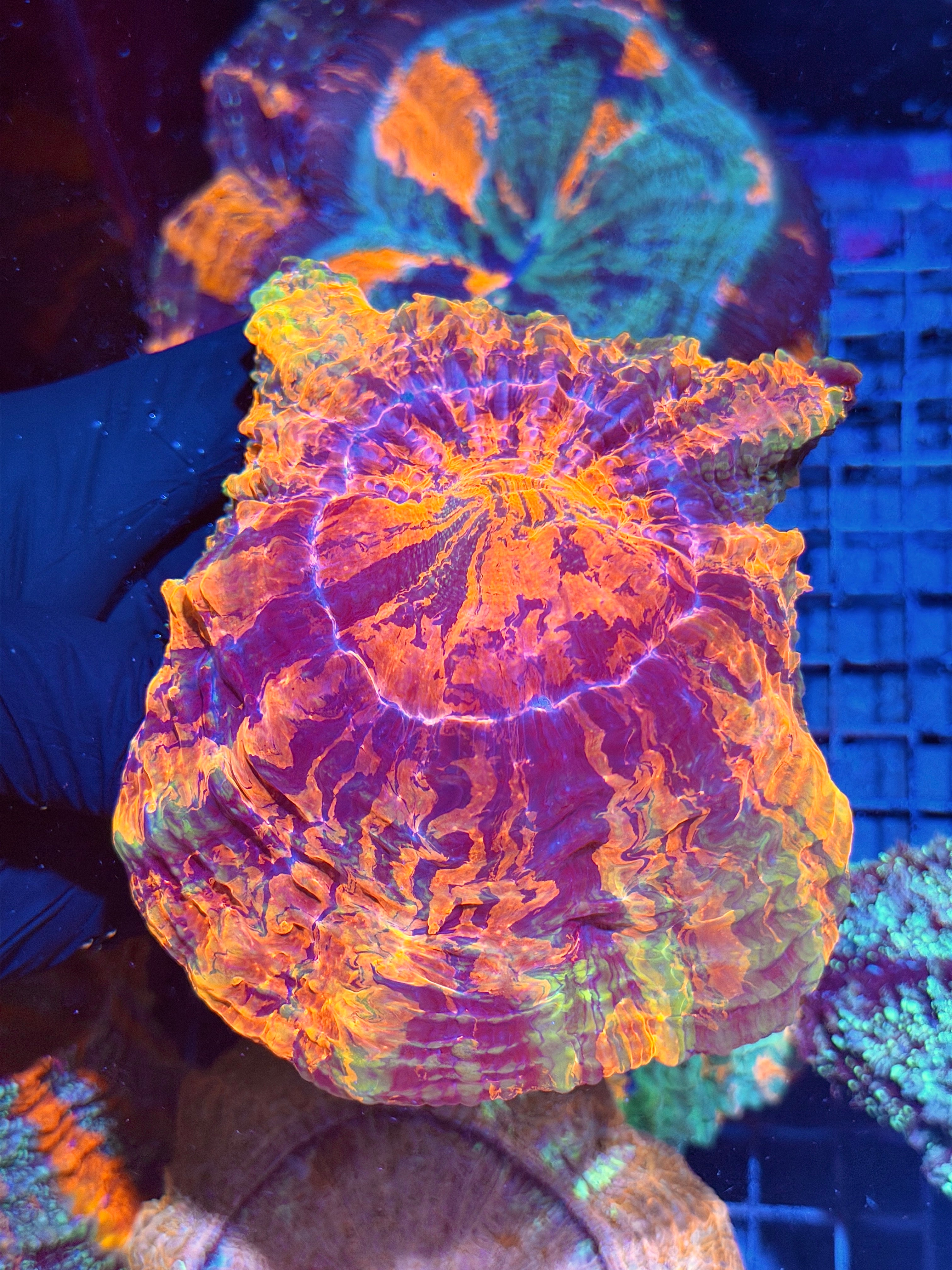 Insane Red Striped Acanthophyllia Meat Coral XXL