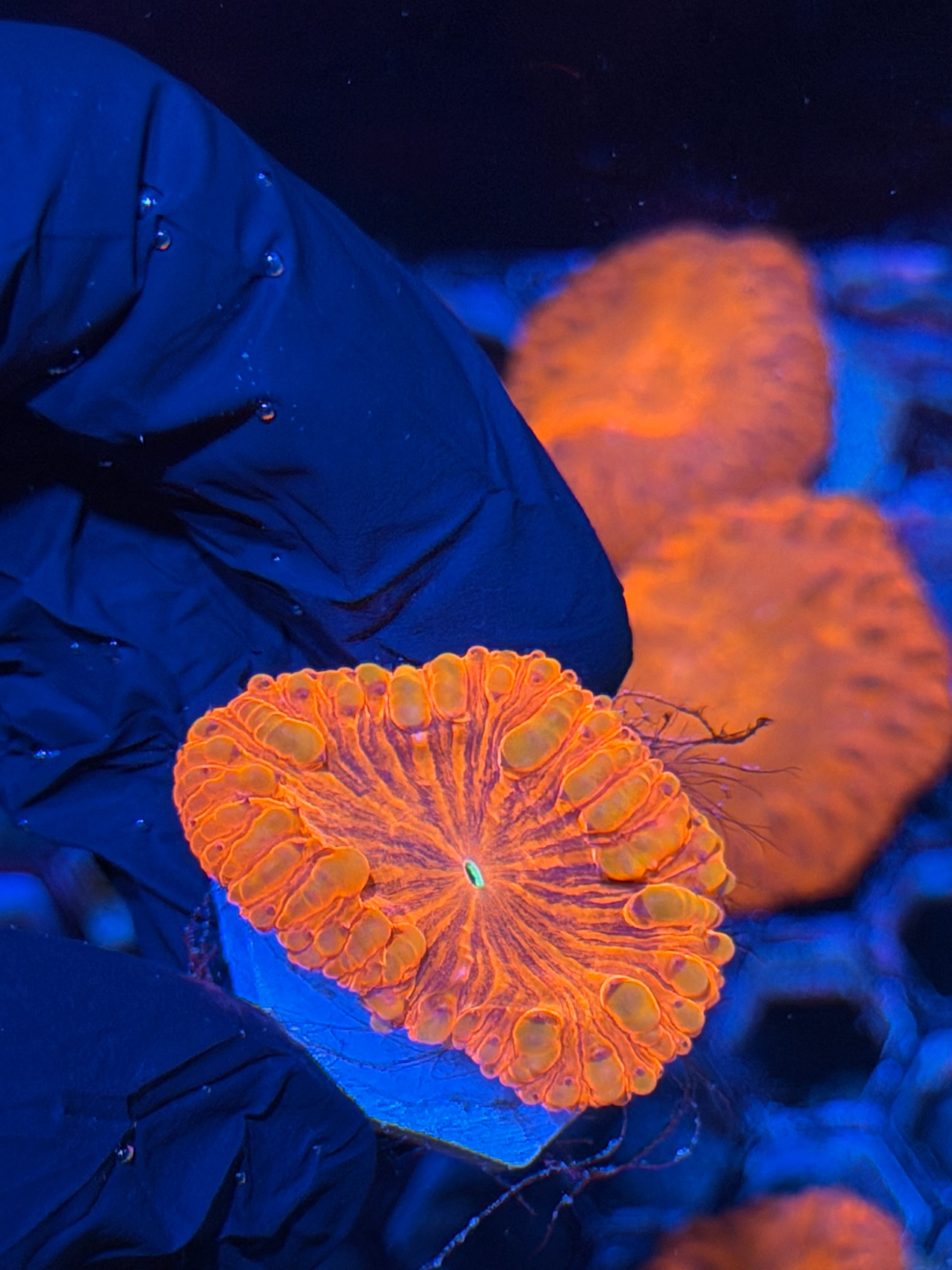 JEA Mind Control Blastomussa Coral 1 XL Head