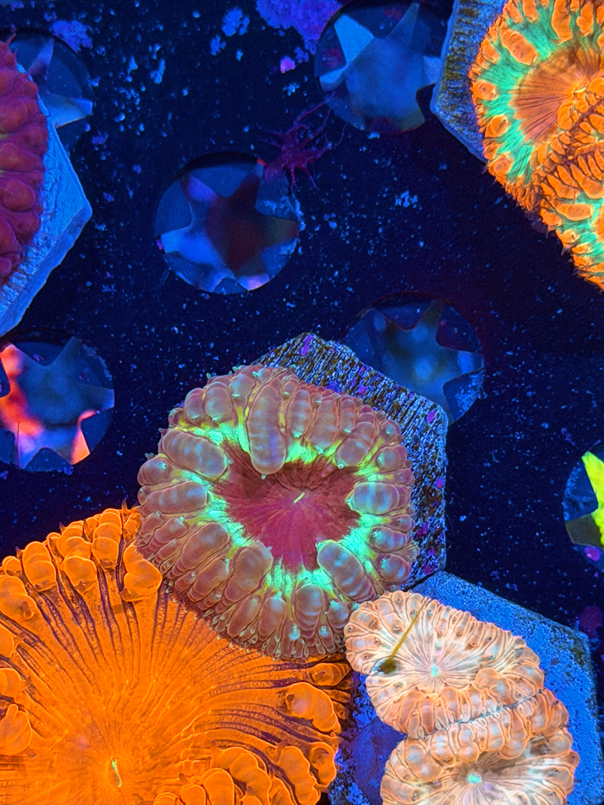 JEA Dante’s Inferno Blastomussa Coral