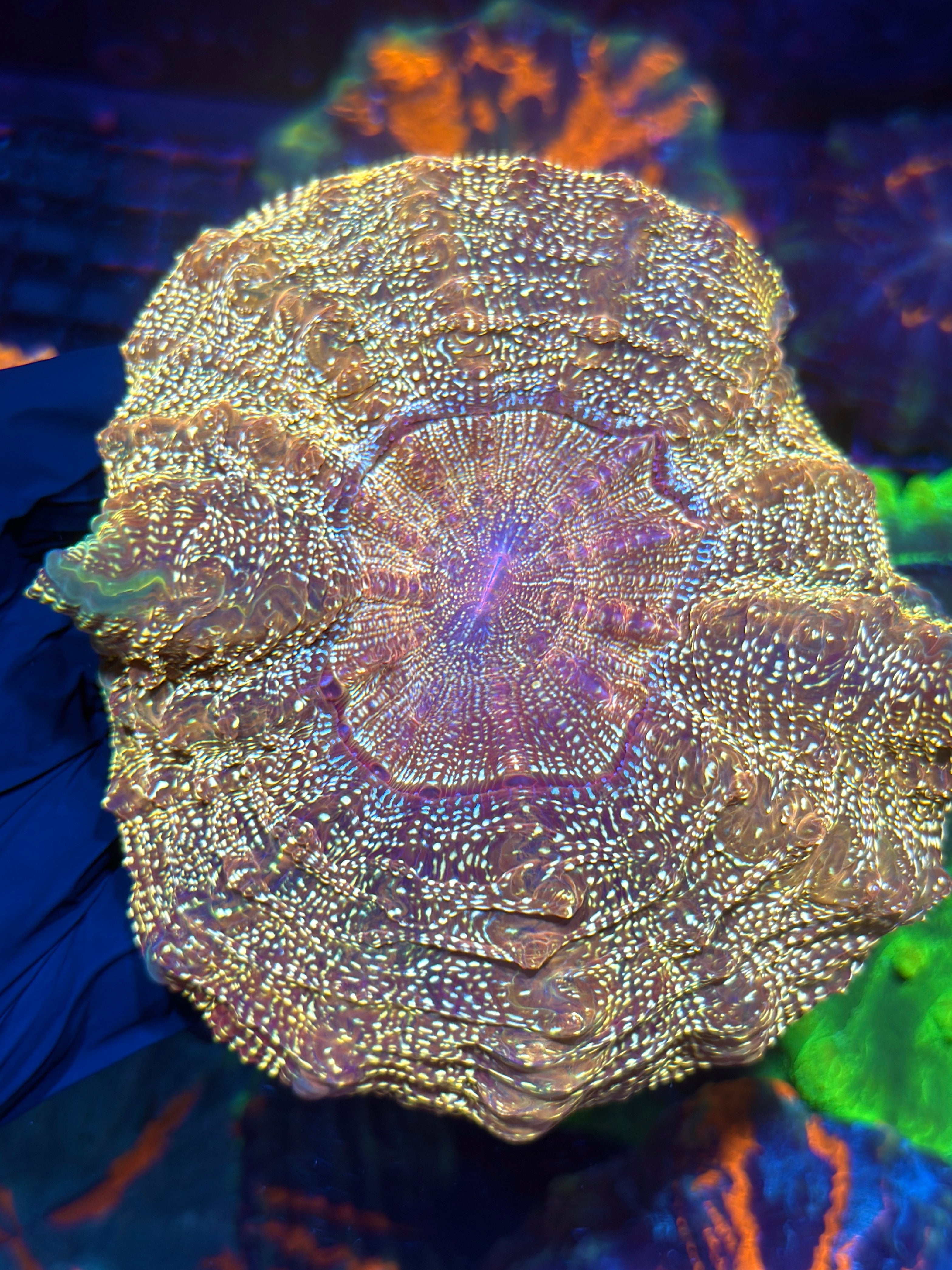 Insane Gold Glitter Acanthophyllia Coral XL 11/3